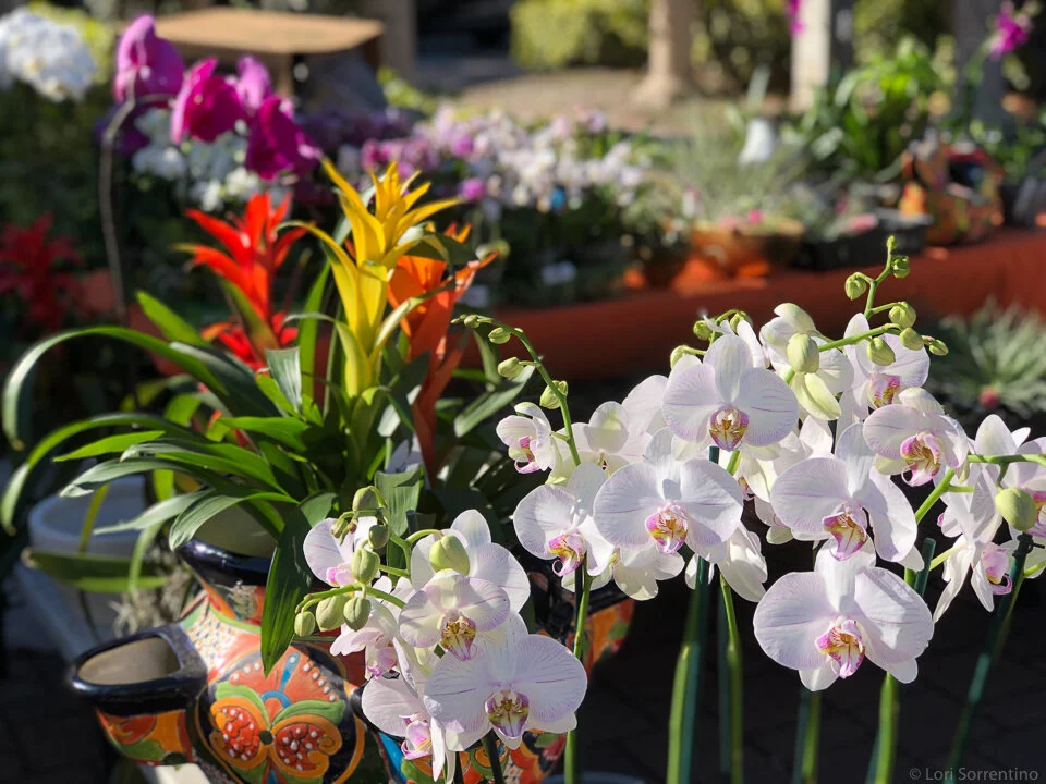 5 Fun and Tasty Naples Farmers Markets to Enjoy — Naples Florida Travel Guide
