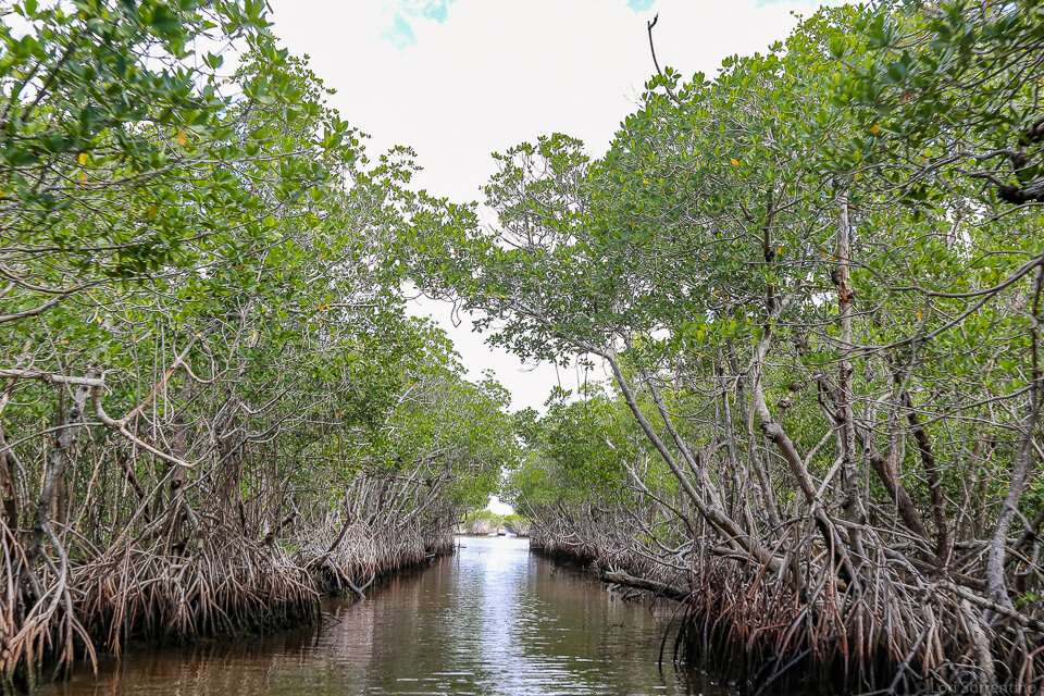 Imagine speeding through the mangroves on an Everglades airboat tour!