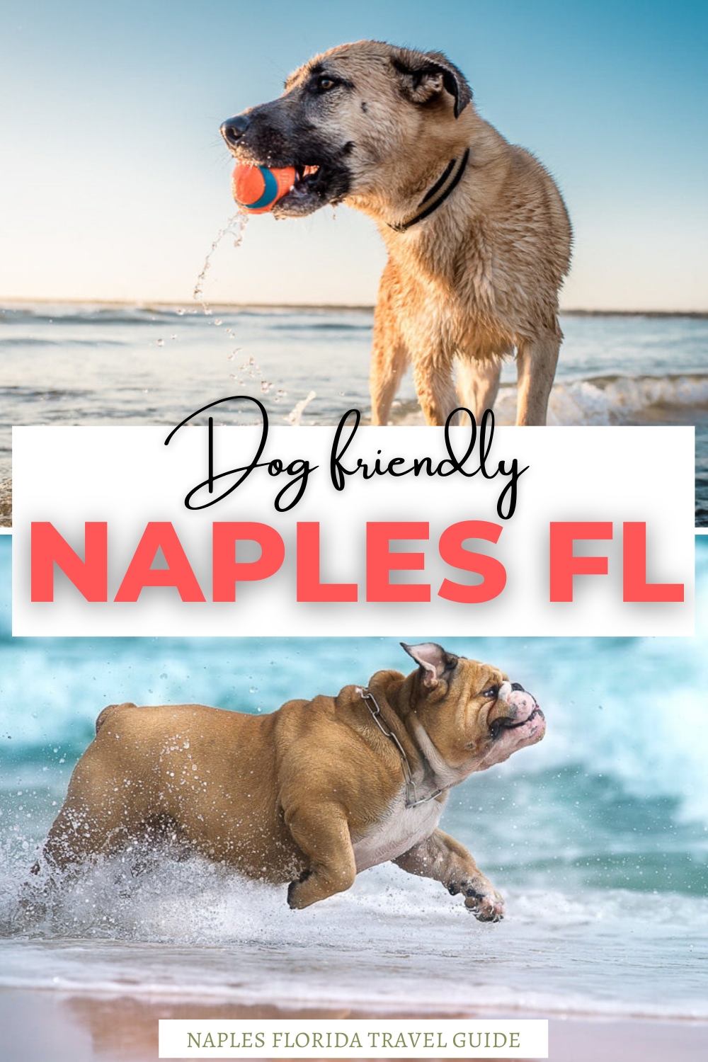 Dog Friendly Activities Naples and Marco