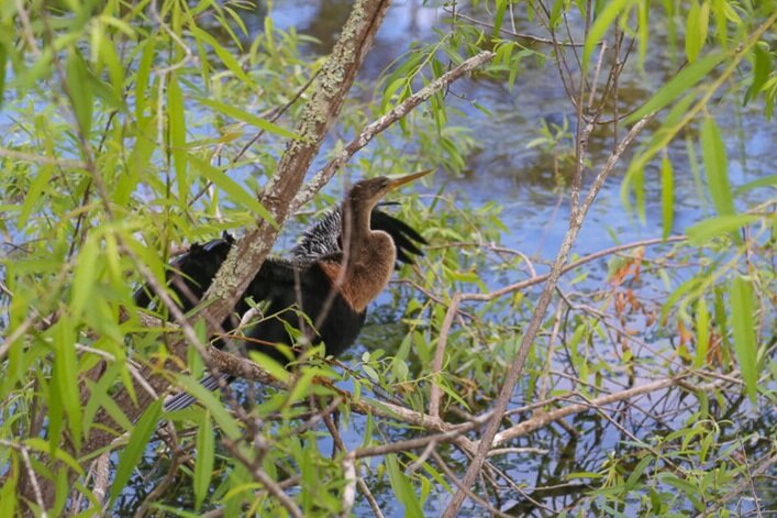 Anhingas are sometimes called Snake birds because of their long neck