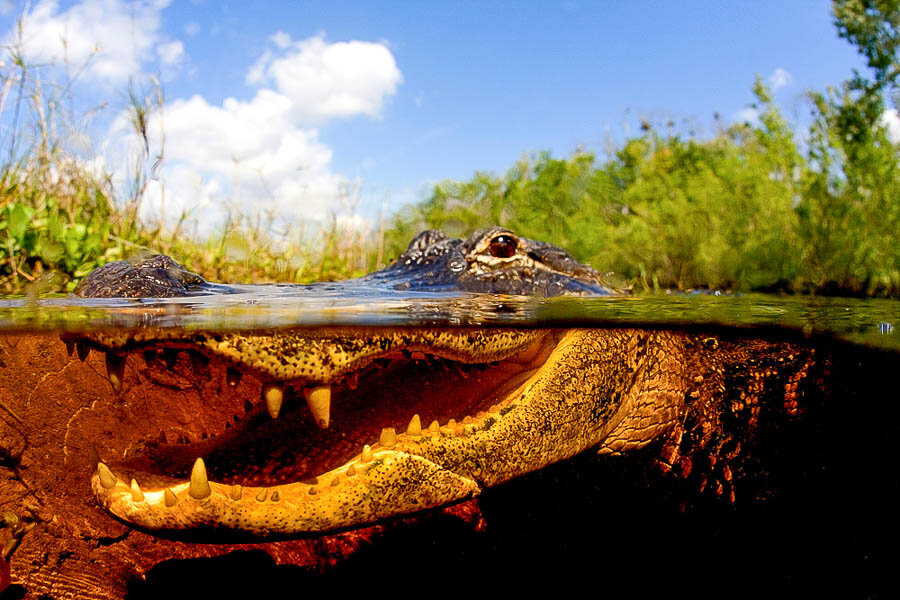 How Many Alligators in Everglades?