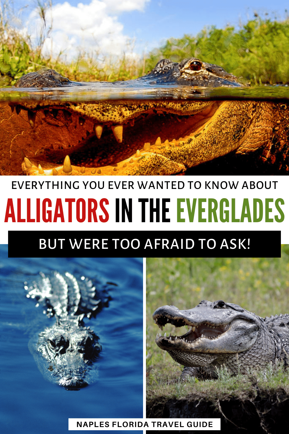 Alligators In The Everglades Everything You Ever Wanted to Know