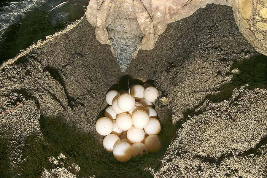 Lights Out For Sea Turtles in Florida! What to Know and How to See Them ...