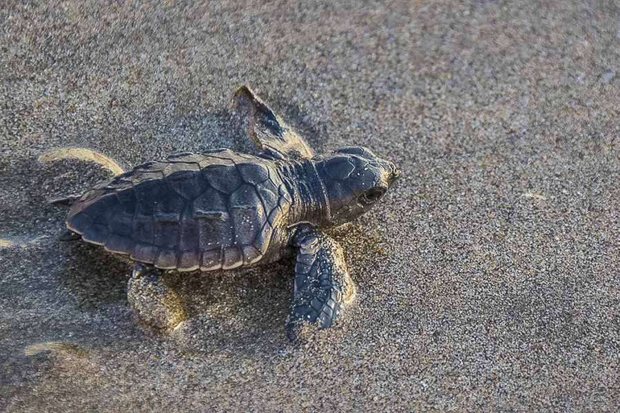 Lights Out For Sea Turtles in Florida! What to Know and How to See Them