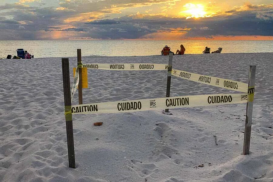 Sea turtle nest Naples, Florida
