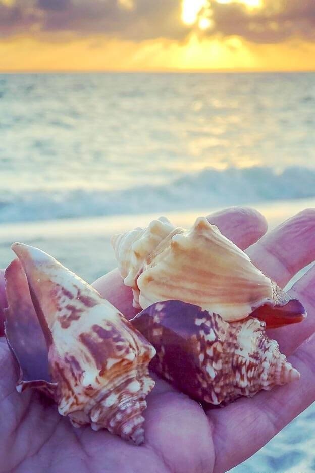 Essential Guide to Shelling on Marco Island (Tours, Best Time to