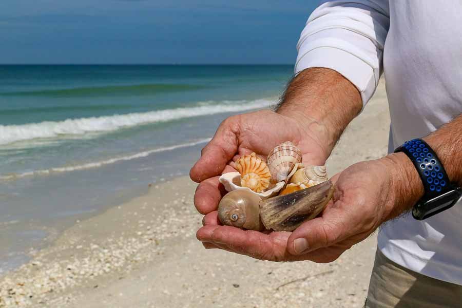 naples florida shelling tours