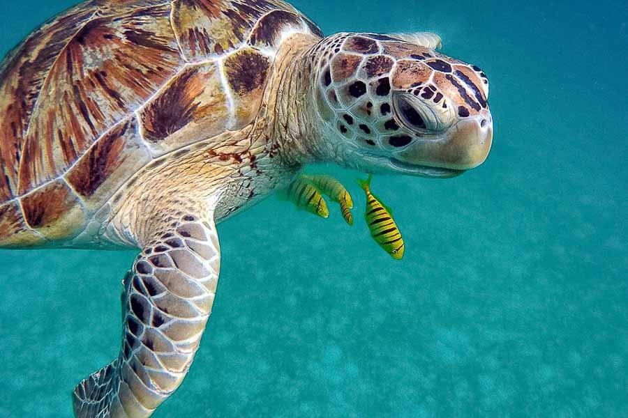 Lights Out For Sea Turtles in Florida! What to Know and How to See Them
