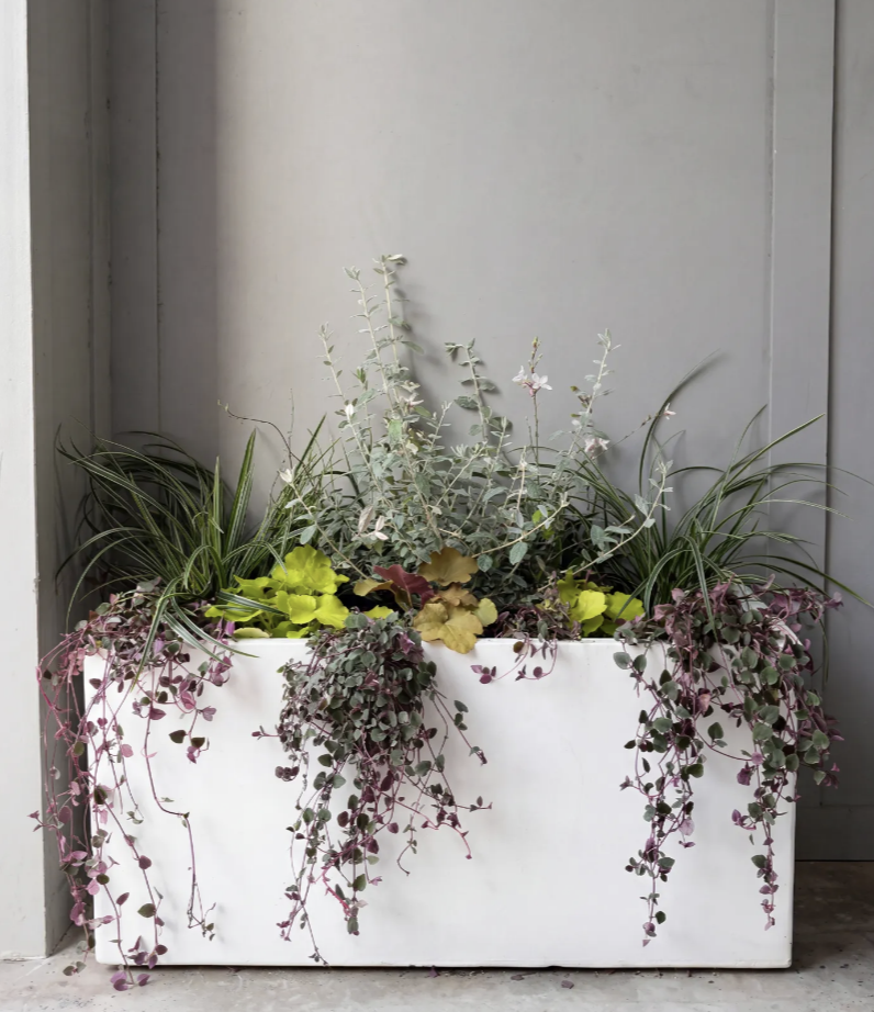 Counter Culture Coffee Atlanta Training Center planter — white planter box with lush green plants