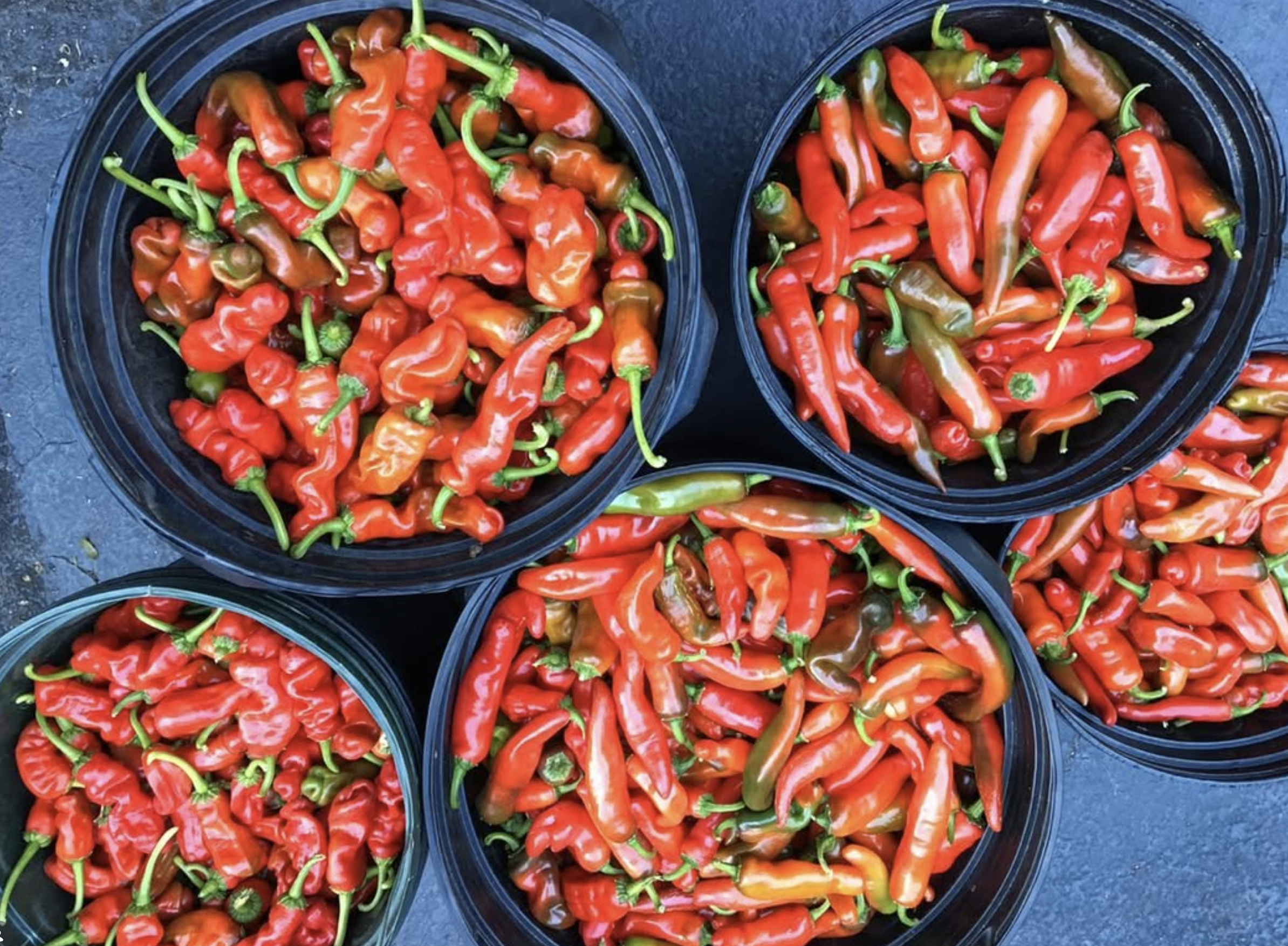 3P Peter's Perfect Pepper Sauce farm peppers — fresh harvested red and orange peppers in containers