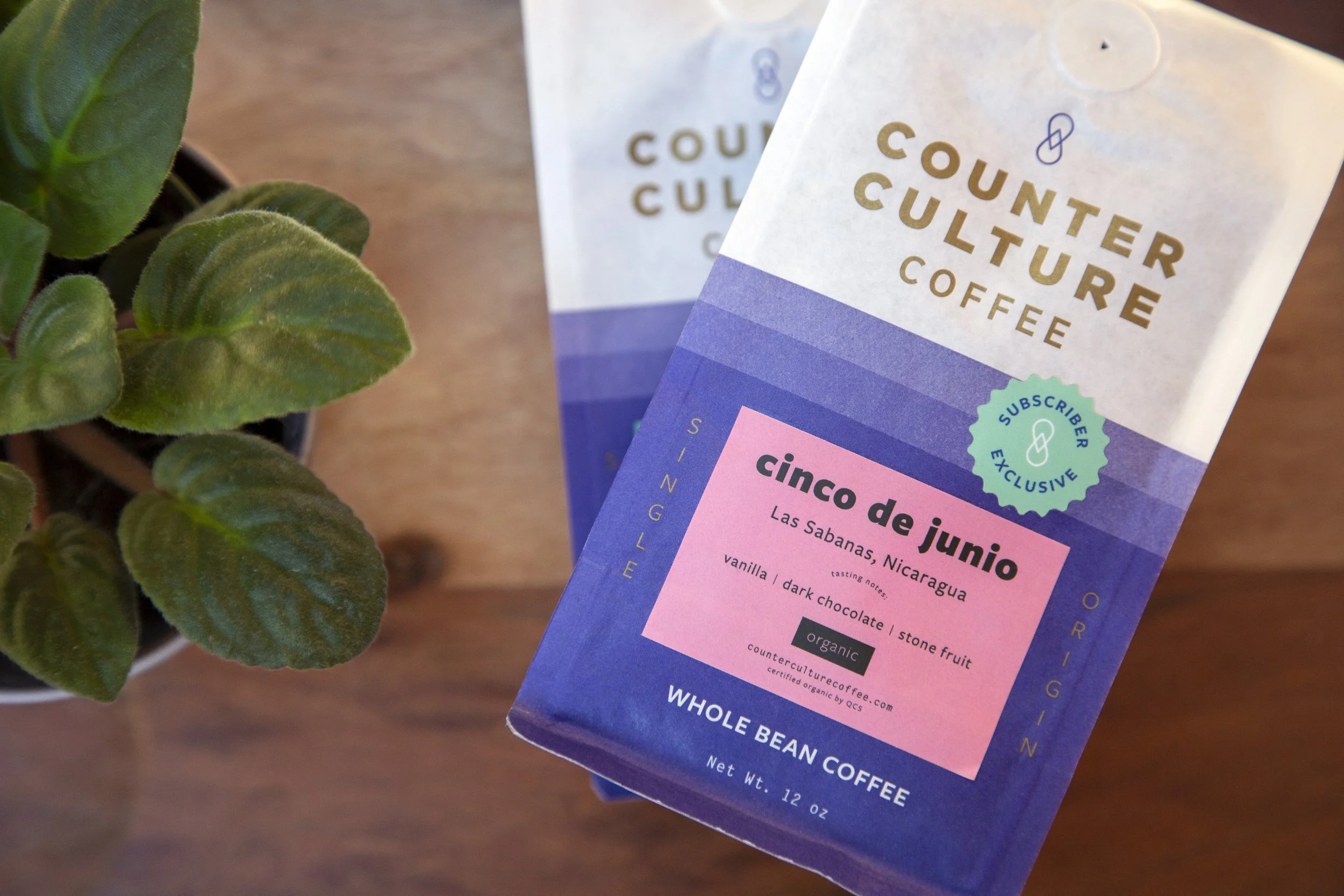Counter Culture Coffee Cinco de Junio single-origin Nicaragua packaging — purple and pink subscriber exclusive whole bean coffee bag