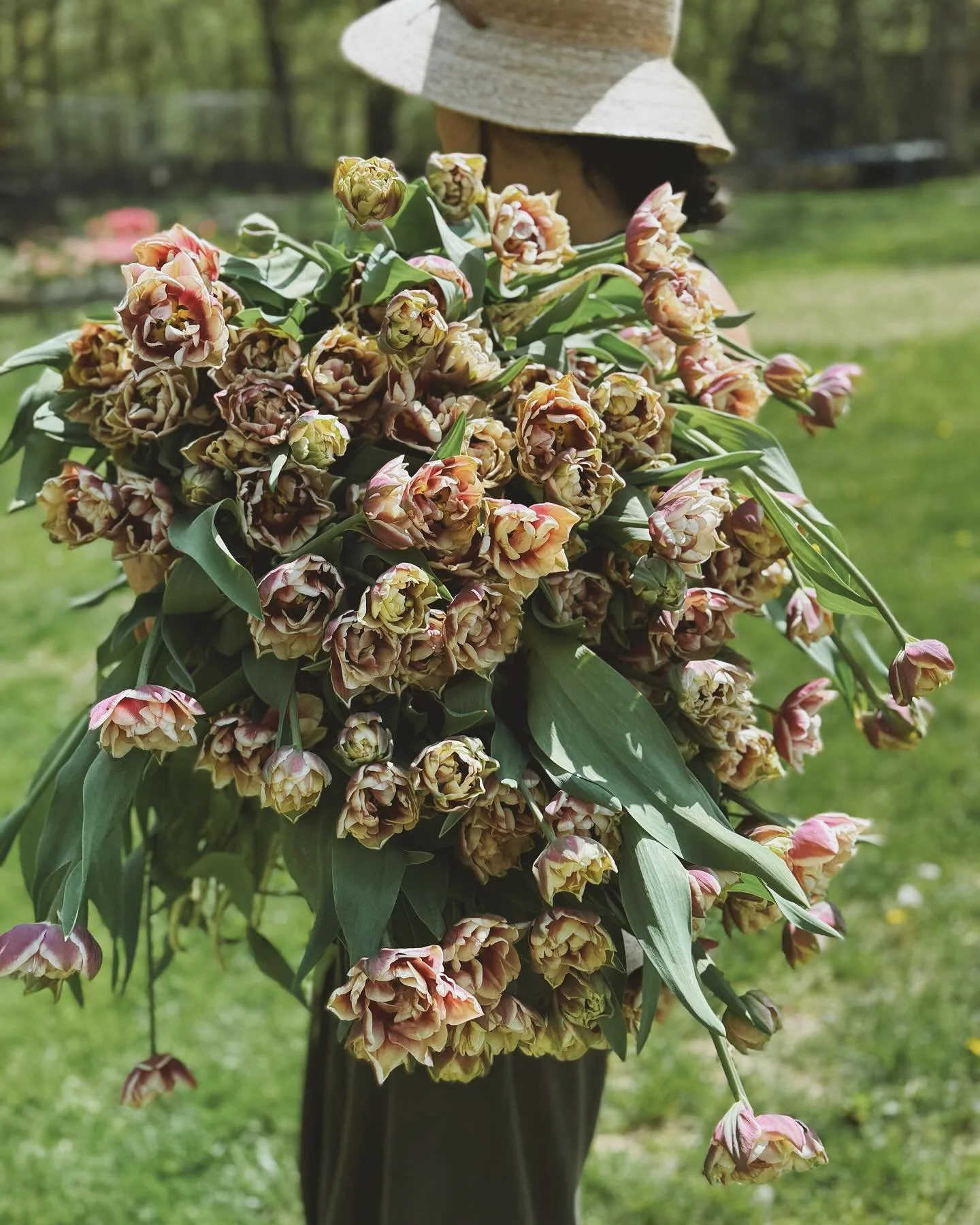 Morning harvest &hellip;Wyndham tulips are pure garden drama! Tulips are exhausting but there&rsquo;s something special about hugging an armful of blooms. #coveredindirt