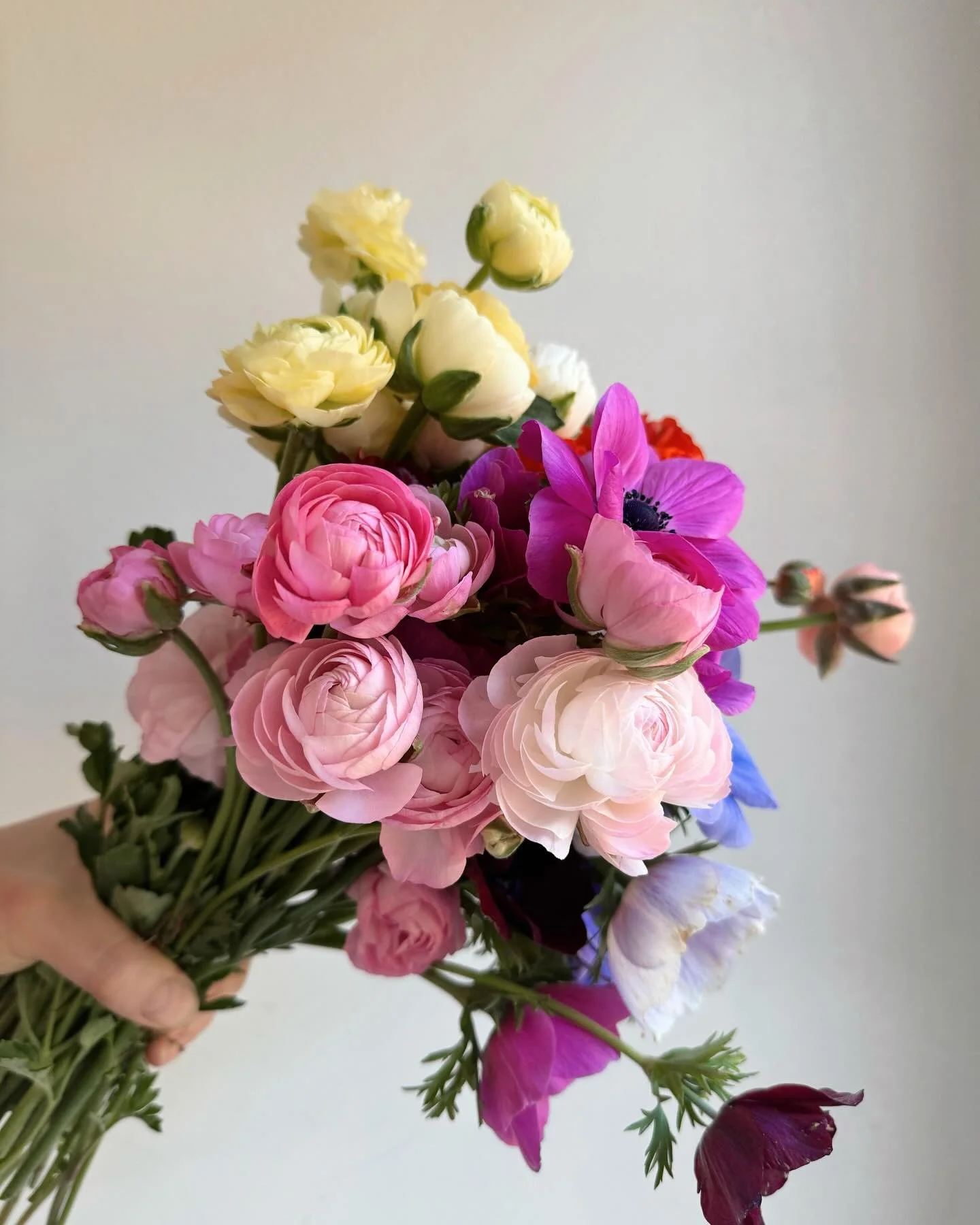 They have arrived!!! A magical Mother&rsquo;s Day morning harvest of ranunculus and anemones! Allll the colors 🌈 so had to make some special mixed bouquets for the flower stand - if you&rsquo;re on your way to see mom, swing by! 💝