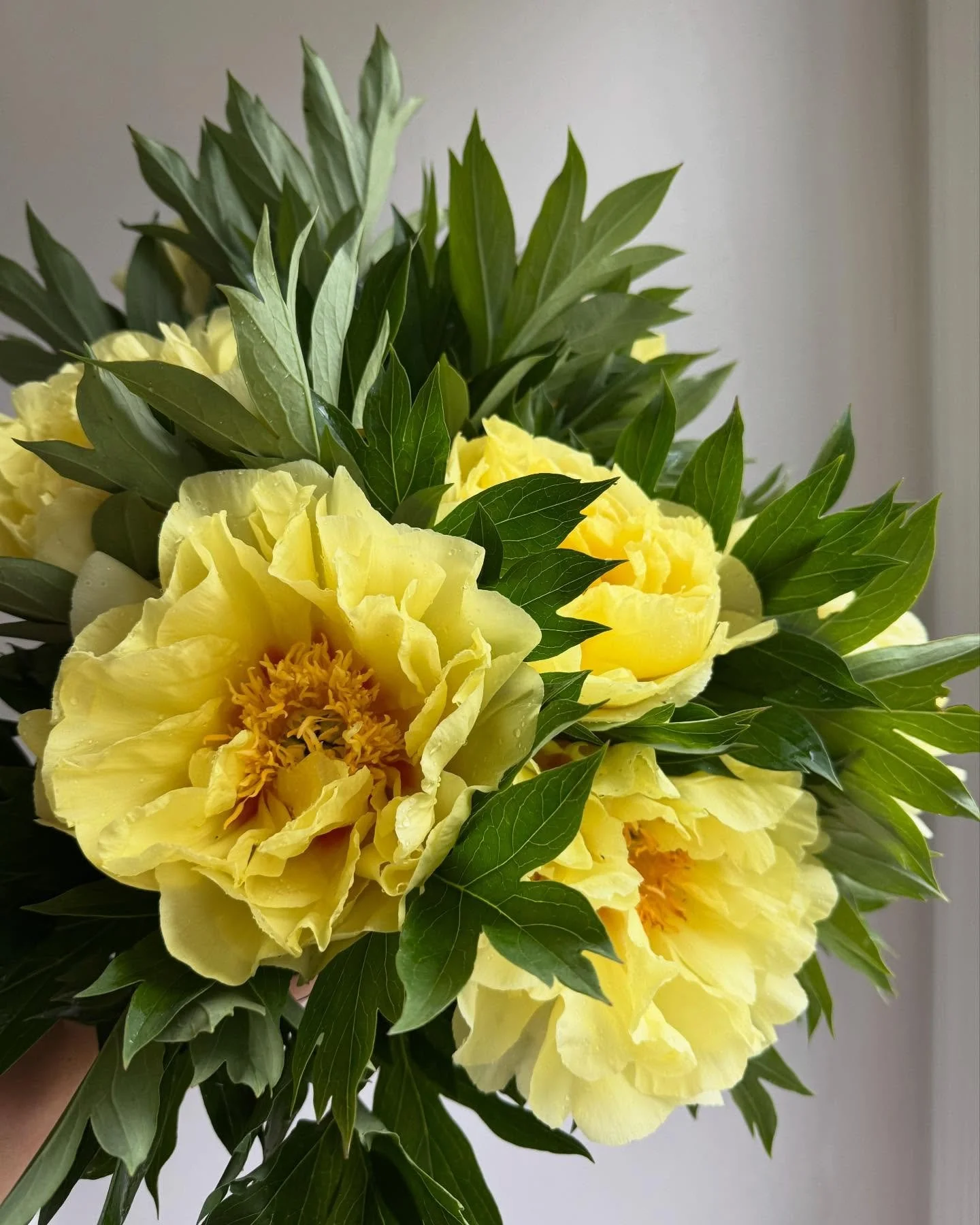 I know yellow isn&rsquo;t everyone&rsquo;s favorite, but just look at her! This bouquet is only 7 stems - lush, with blooms 6-8&rdquo; across - and her fragrance filled my entire dining room and kitchen. If you do love yellow, DM me! I&rsquo;d be hap