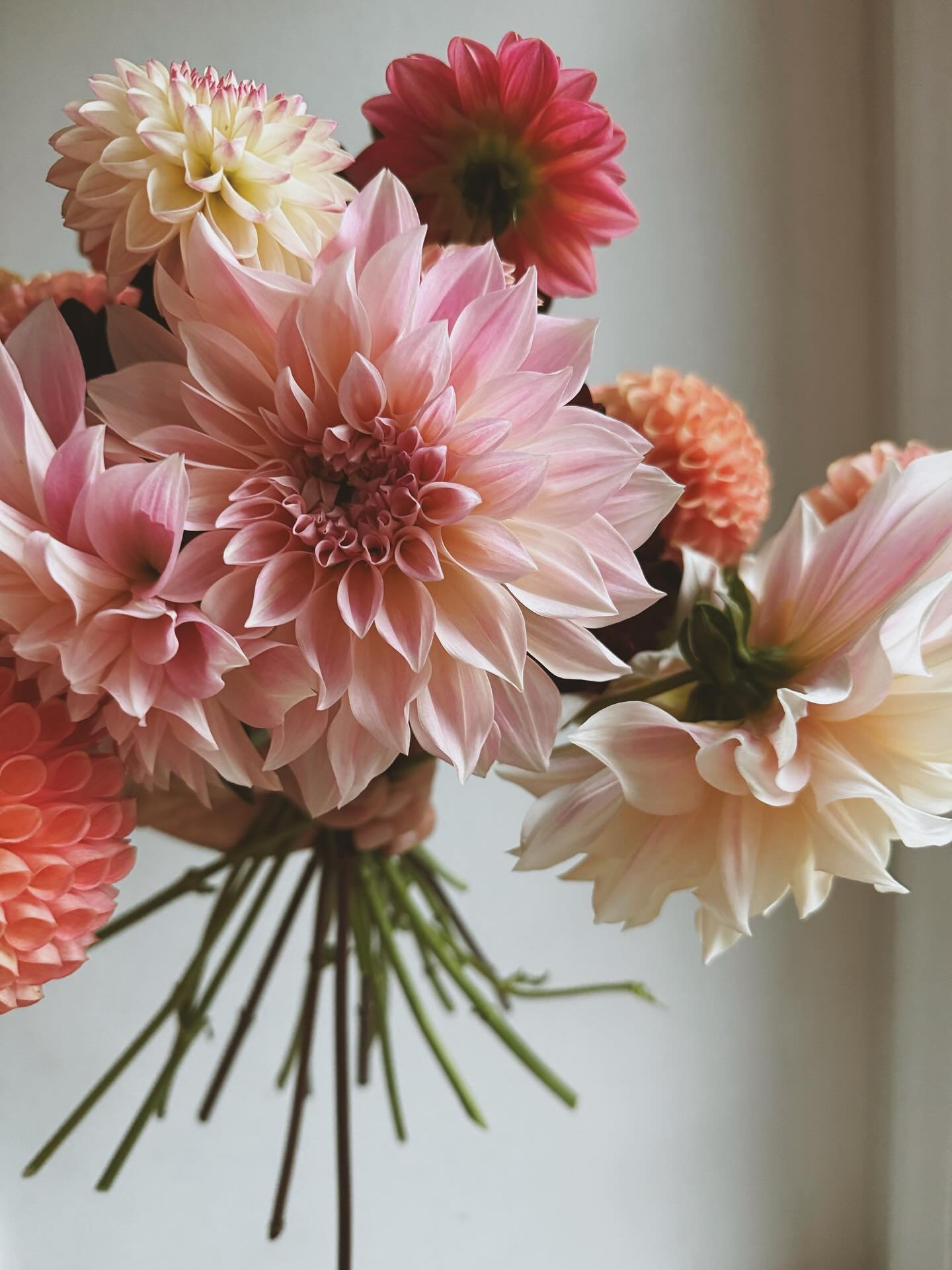 As my fifth season comes to a close, the garden slows and the dahlias have their final say. Time to put the beds to rest and let next year&rsquo;s dreams take root.