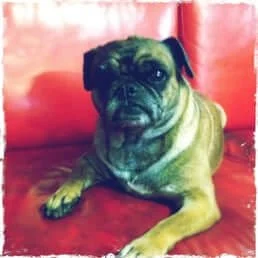 RobJ Testimonial.jpg