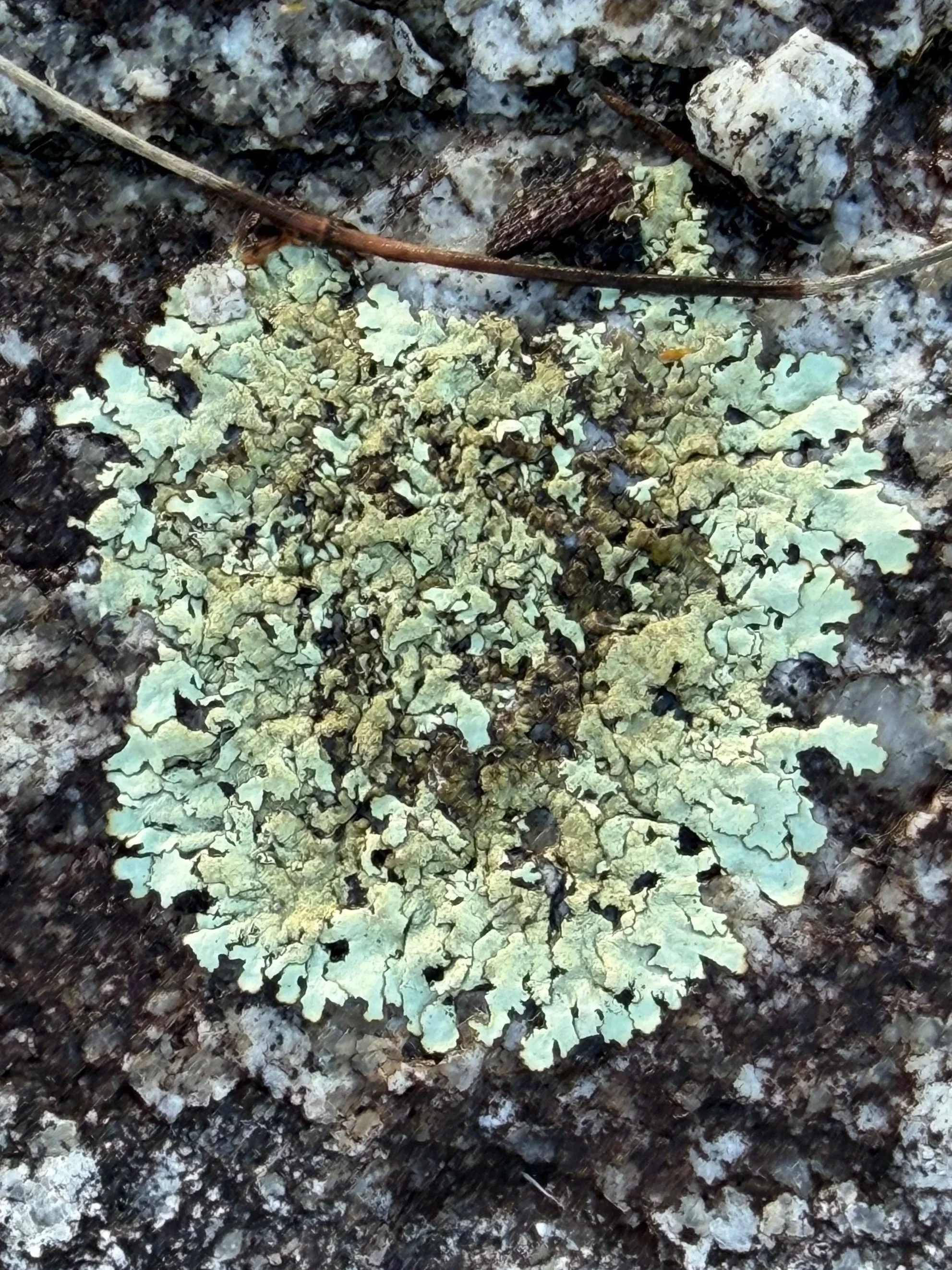 Sage-grey lichen growth patterns up close.