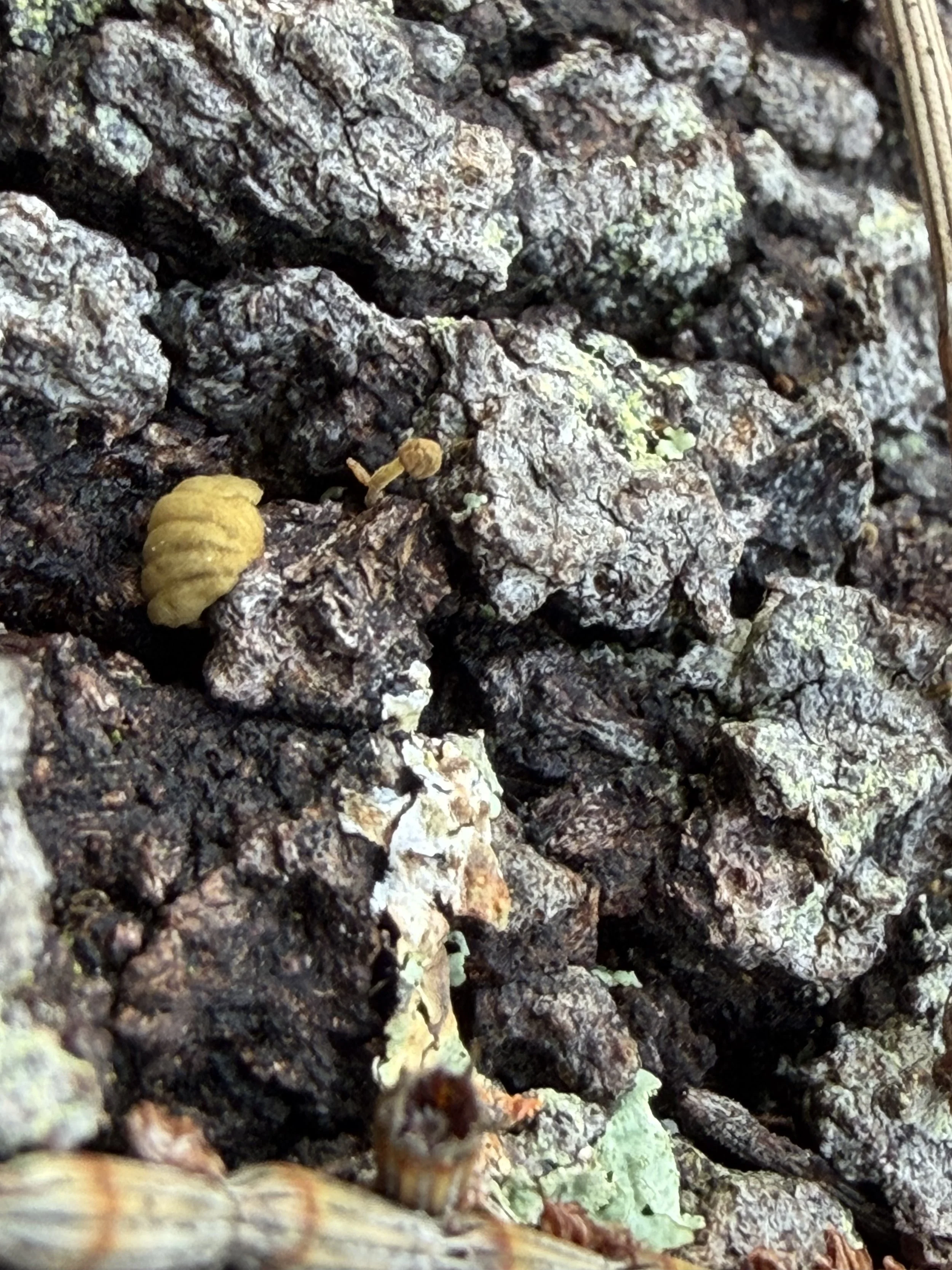 Tiny mushroom in the dry bark of a fallen tree,.
