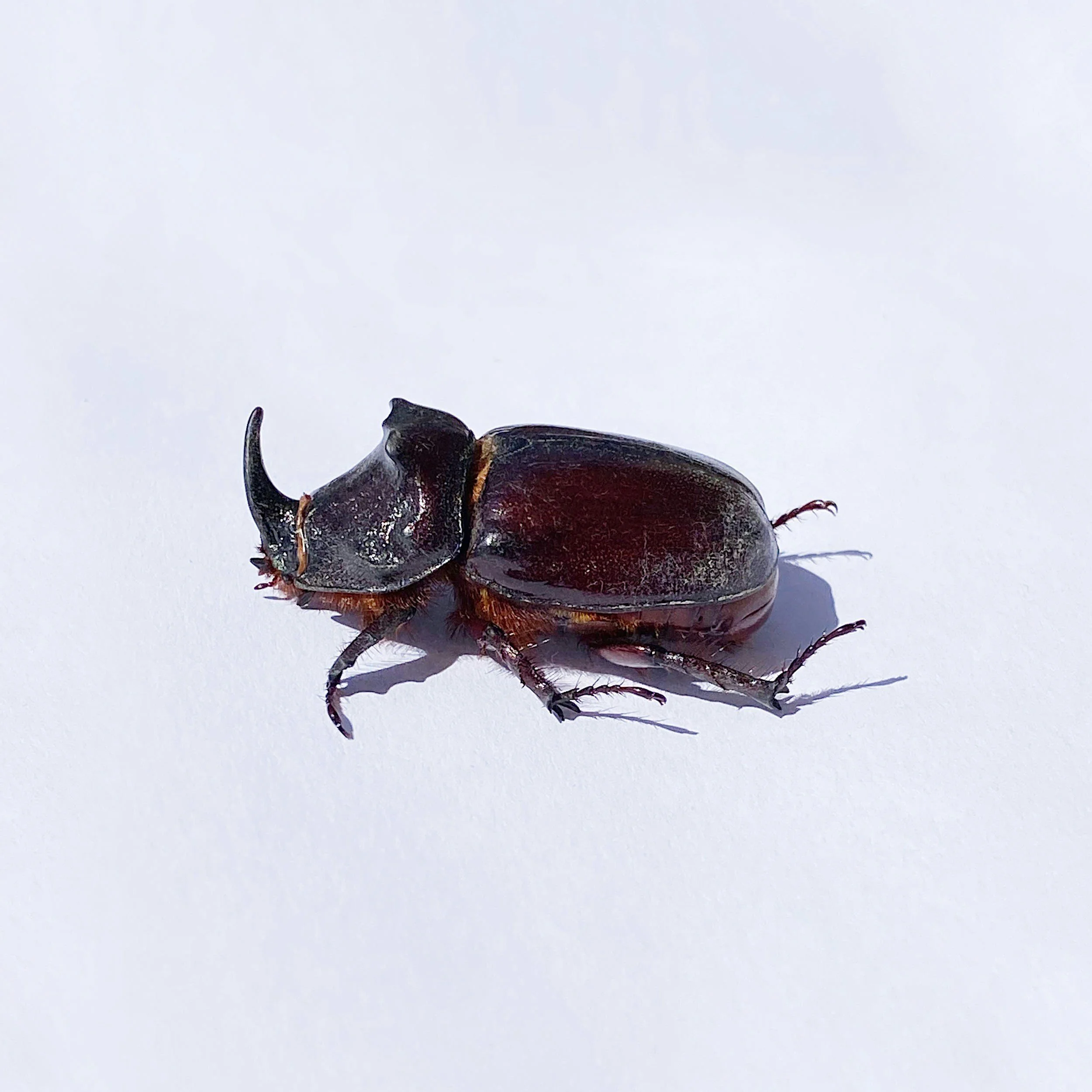 Beetle.jpeg