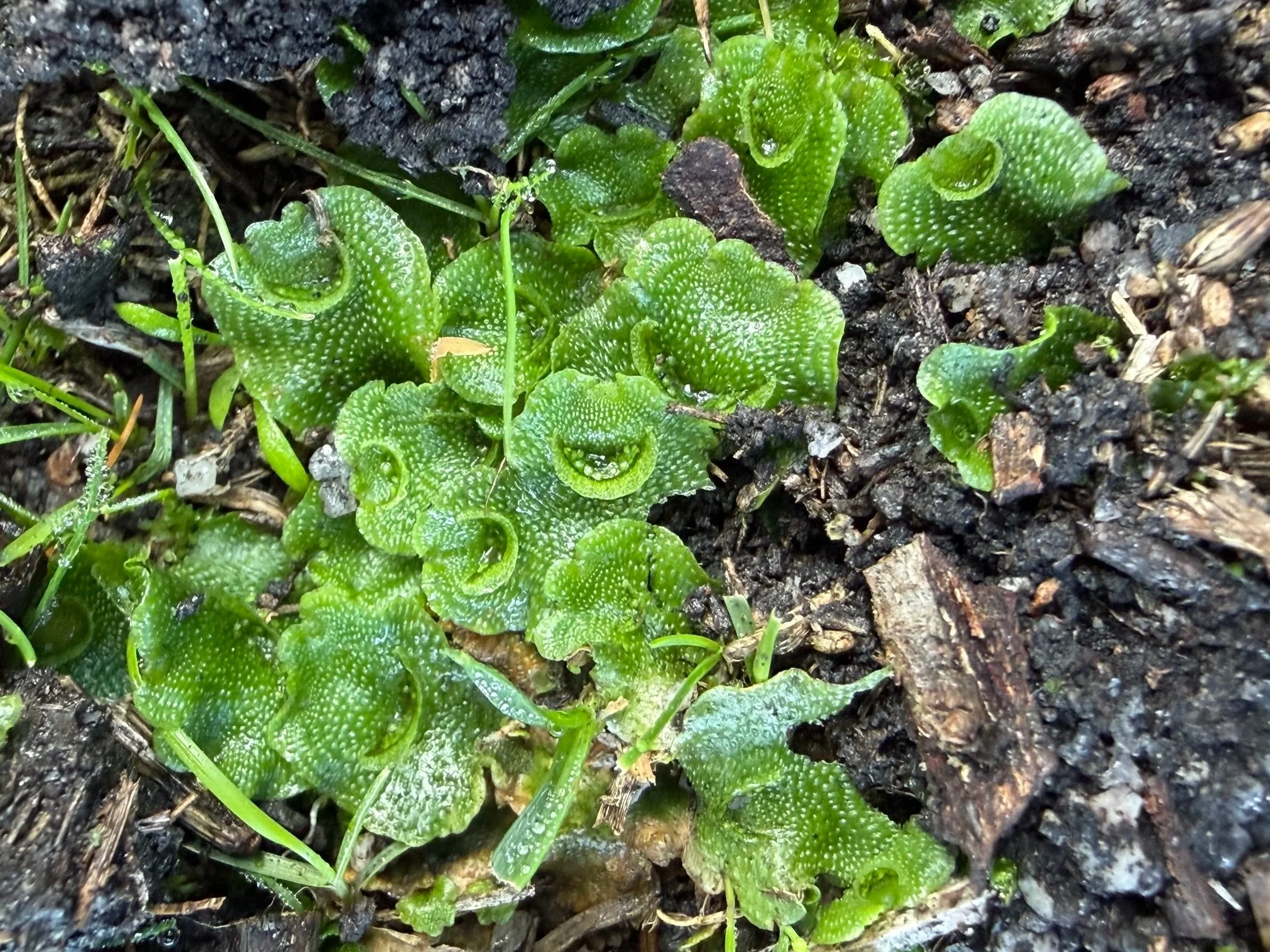 Liverworts with their gemma cups holding bright green propagules at Little Elephant Rock.