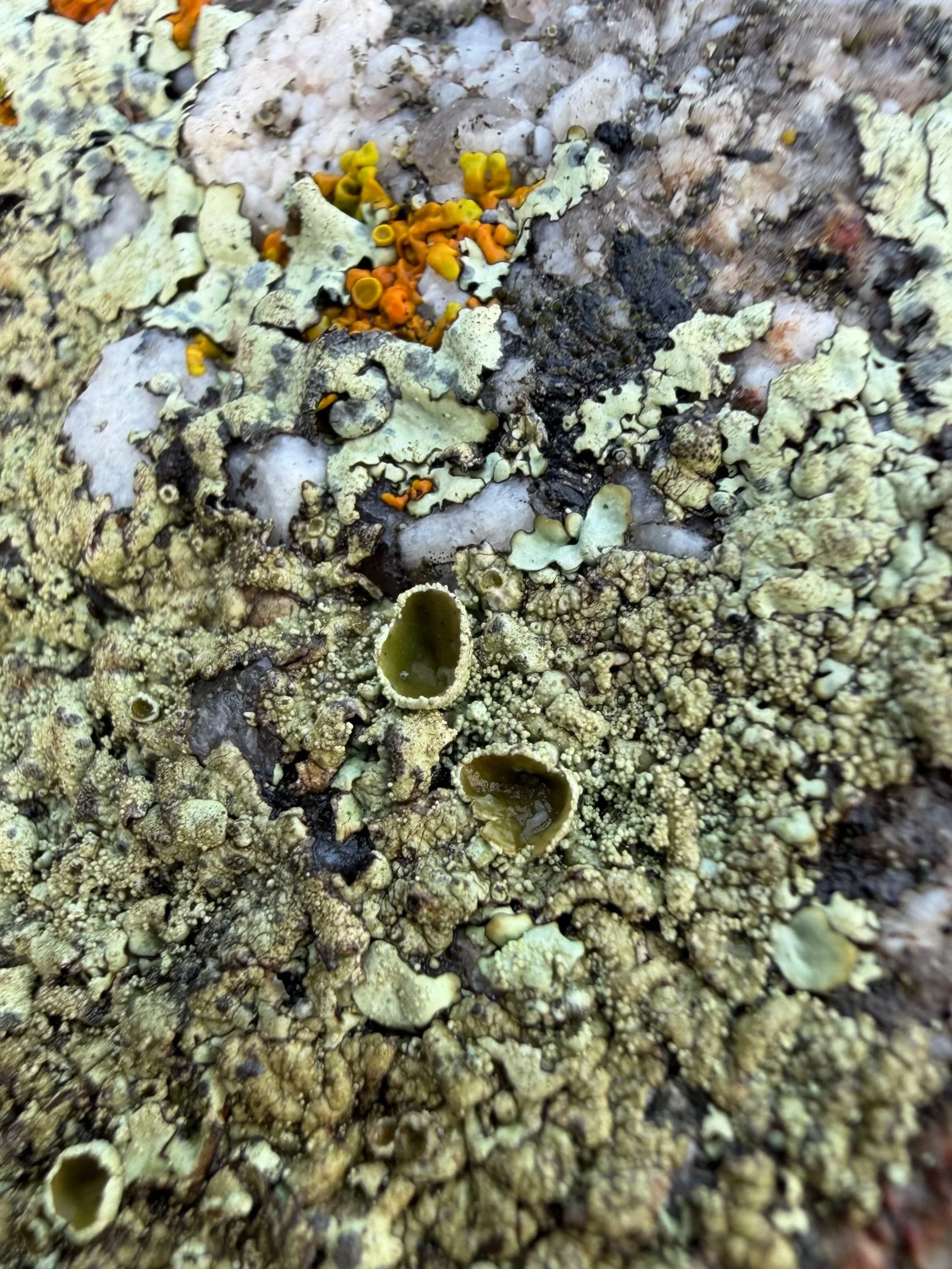 Close up detail of sage-grey lichens at Little Elephant Rock, Tasmania