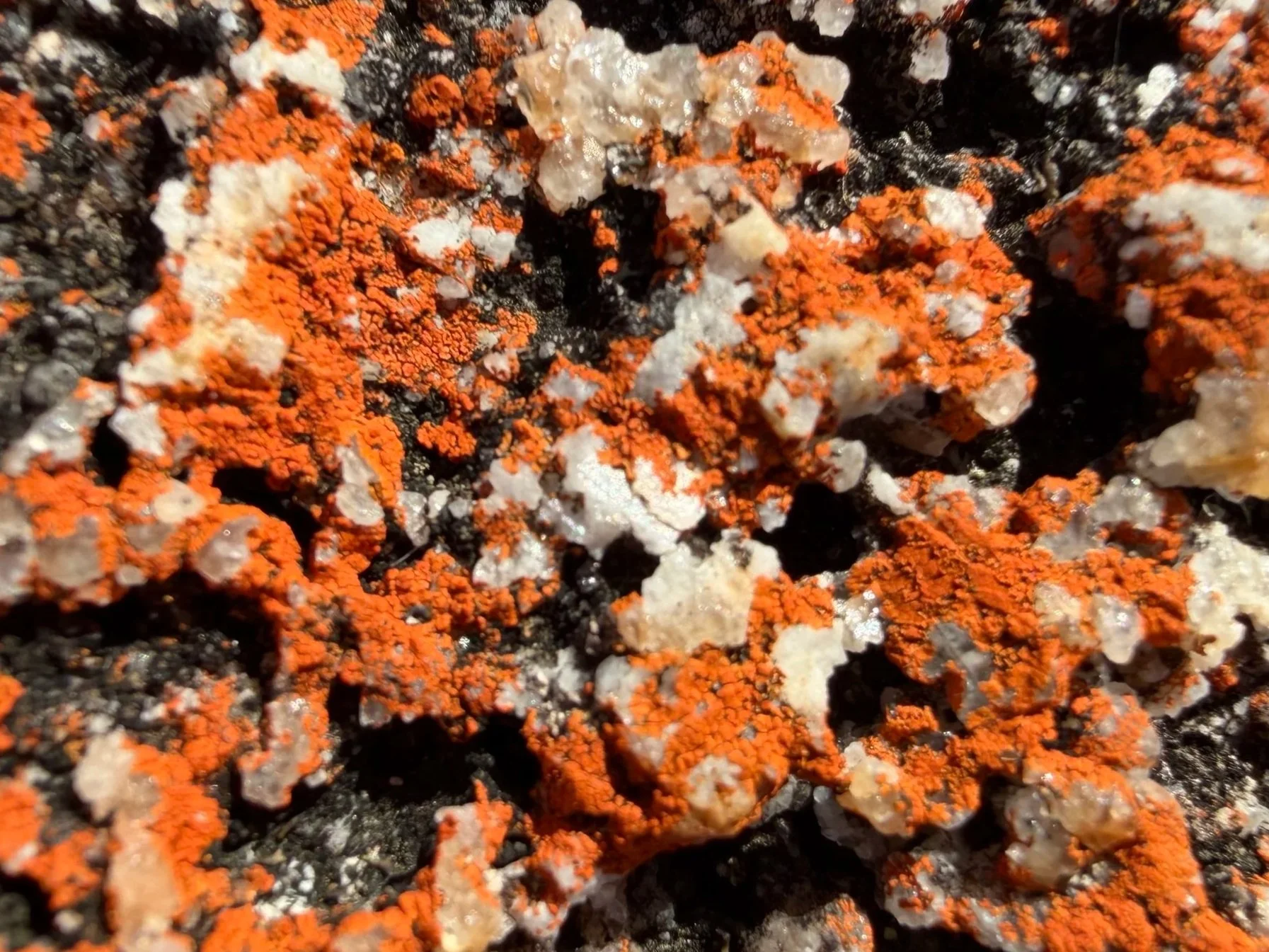 Close up detail of the orange lichens at Little Elephant Rock,  Bay of Fires, Tasmania.