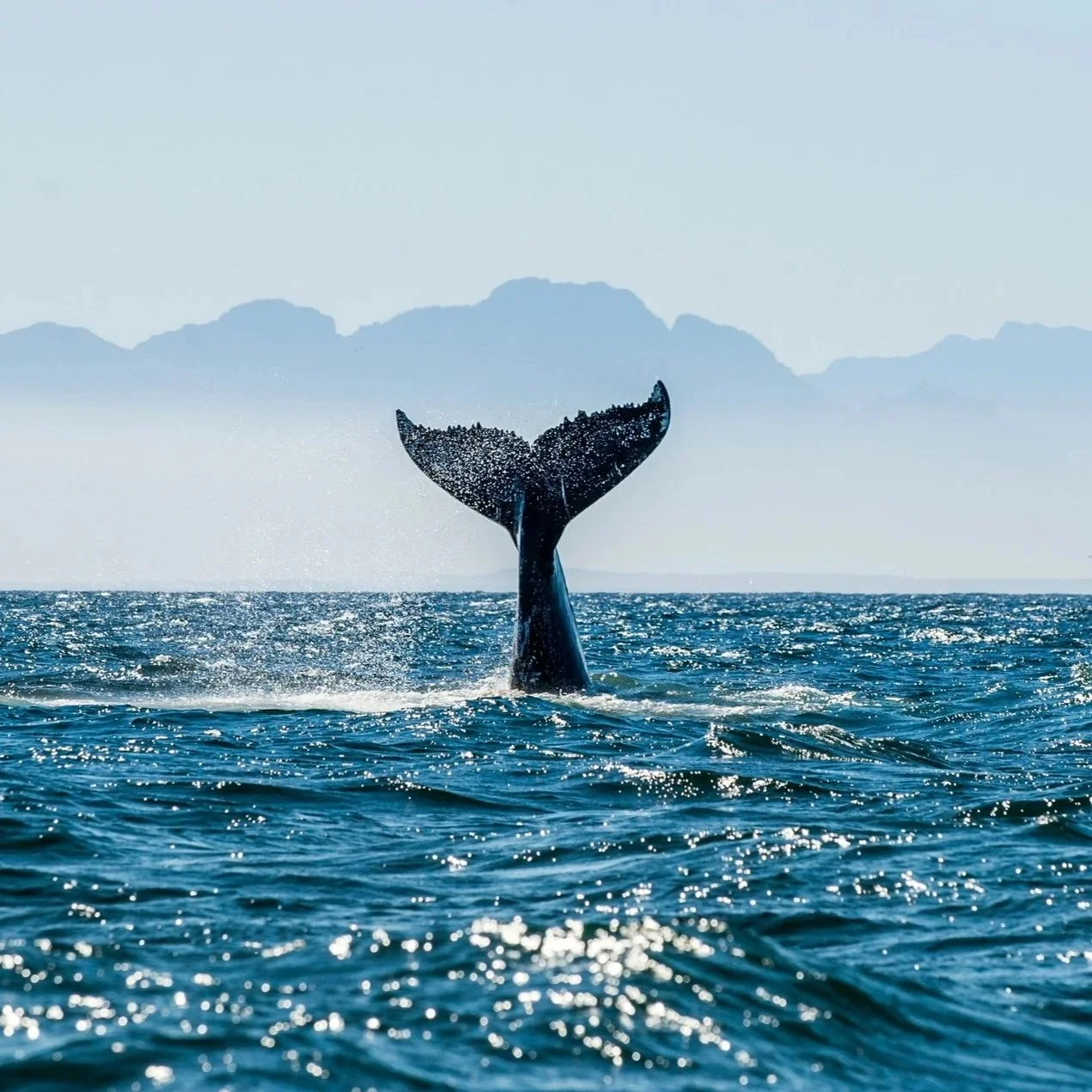 Whale+Tail+with+mountains+in+the+background.jpg