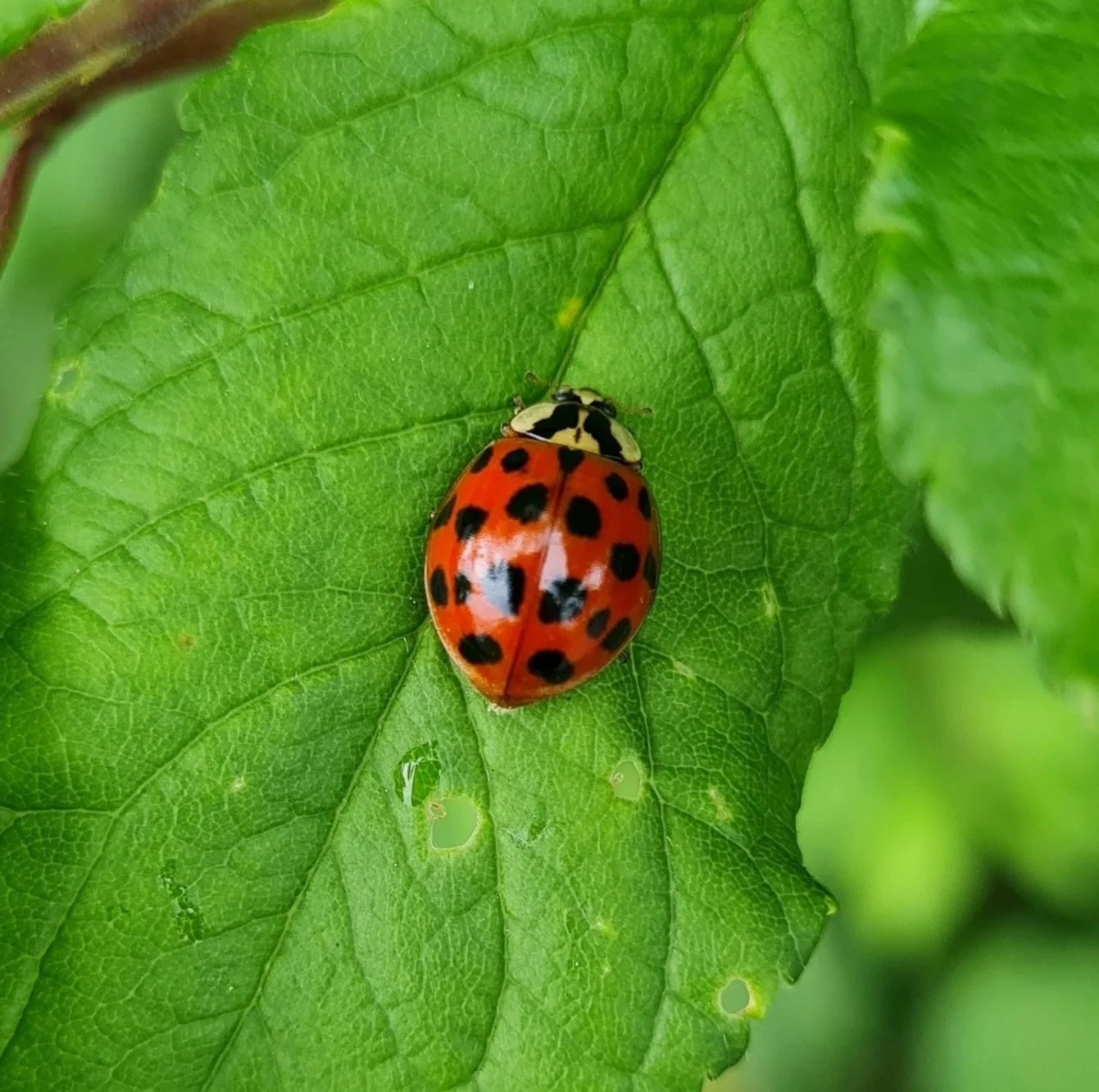 Lady+Bug.jpg