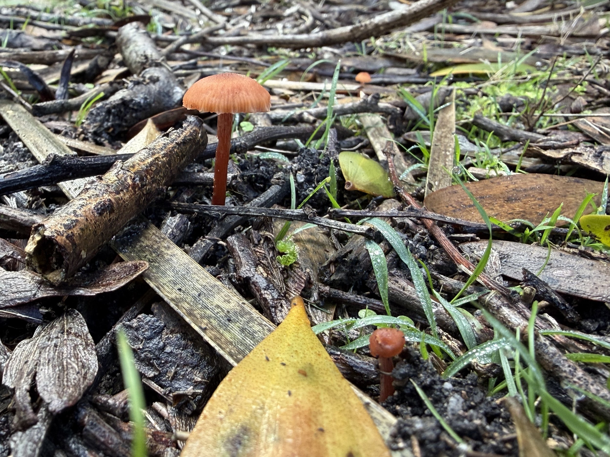 orange brown ochre coloured mushrooms in the understory