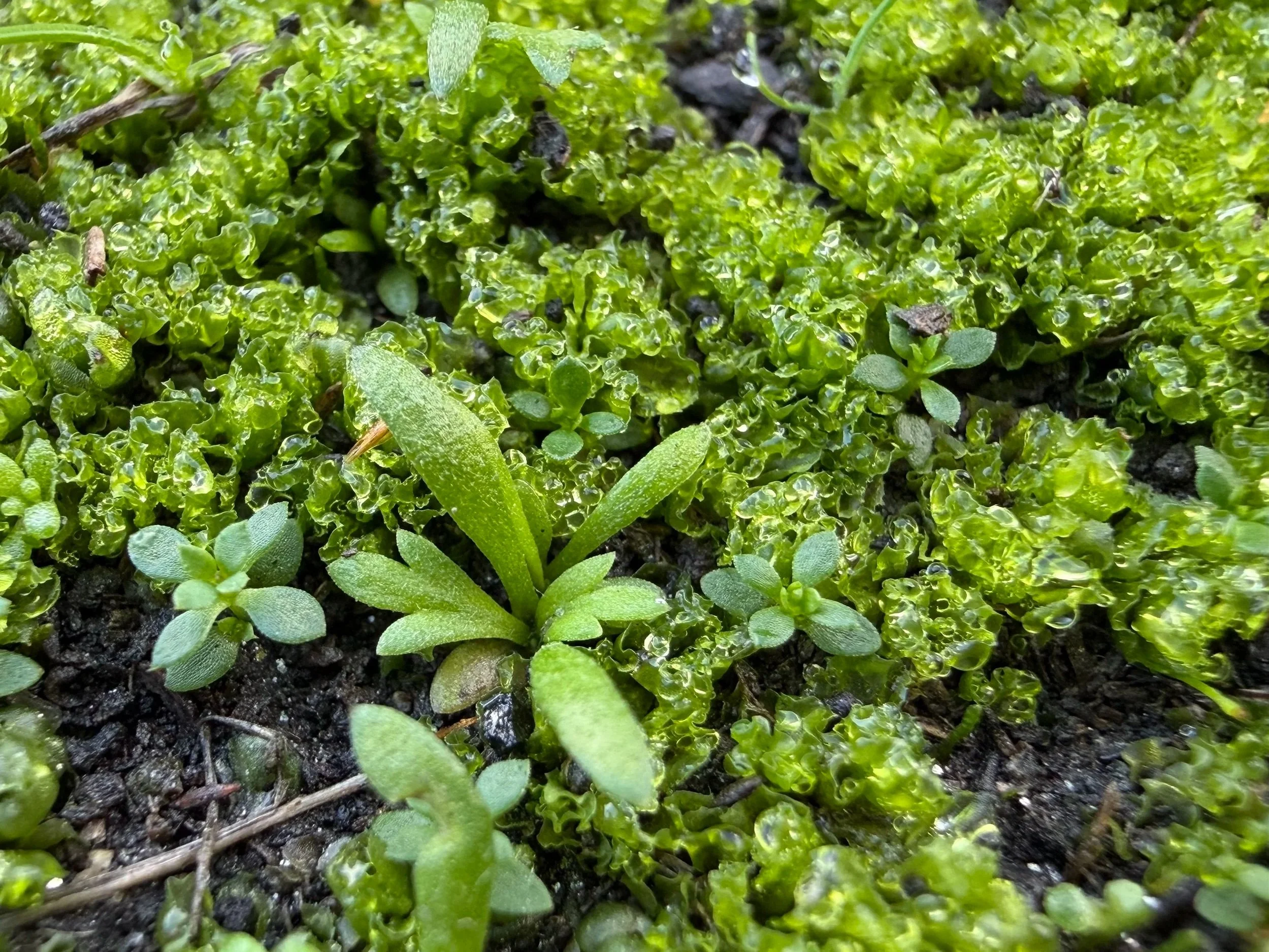 Mosses behind the picnic table