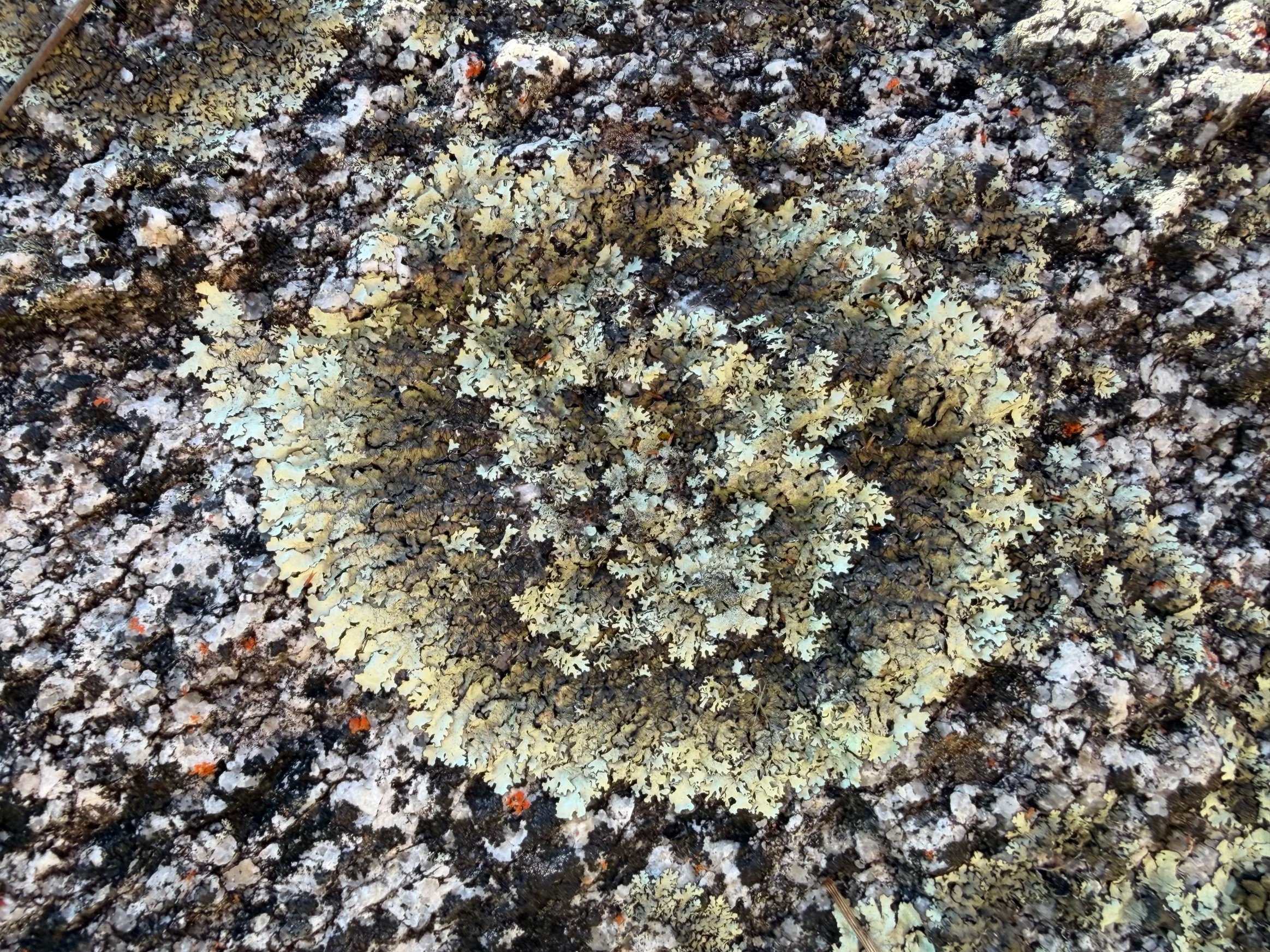 Sage-grey lichen growth circle on a granite boulder at Little Elephant Rock, Tasmania.
