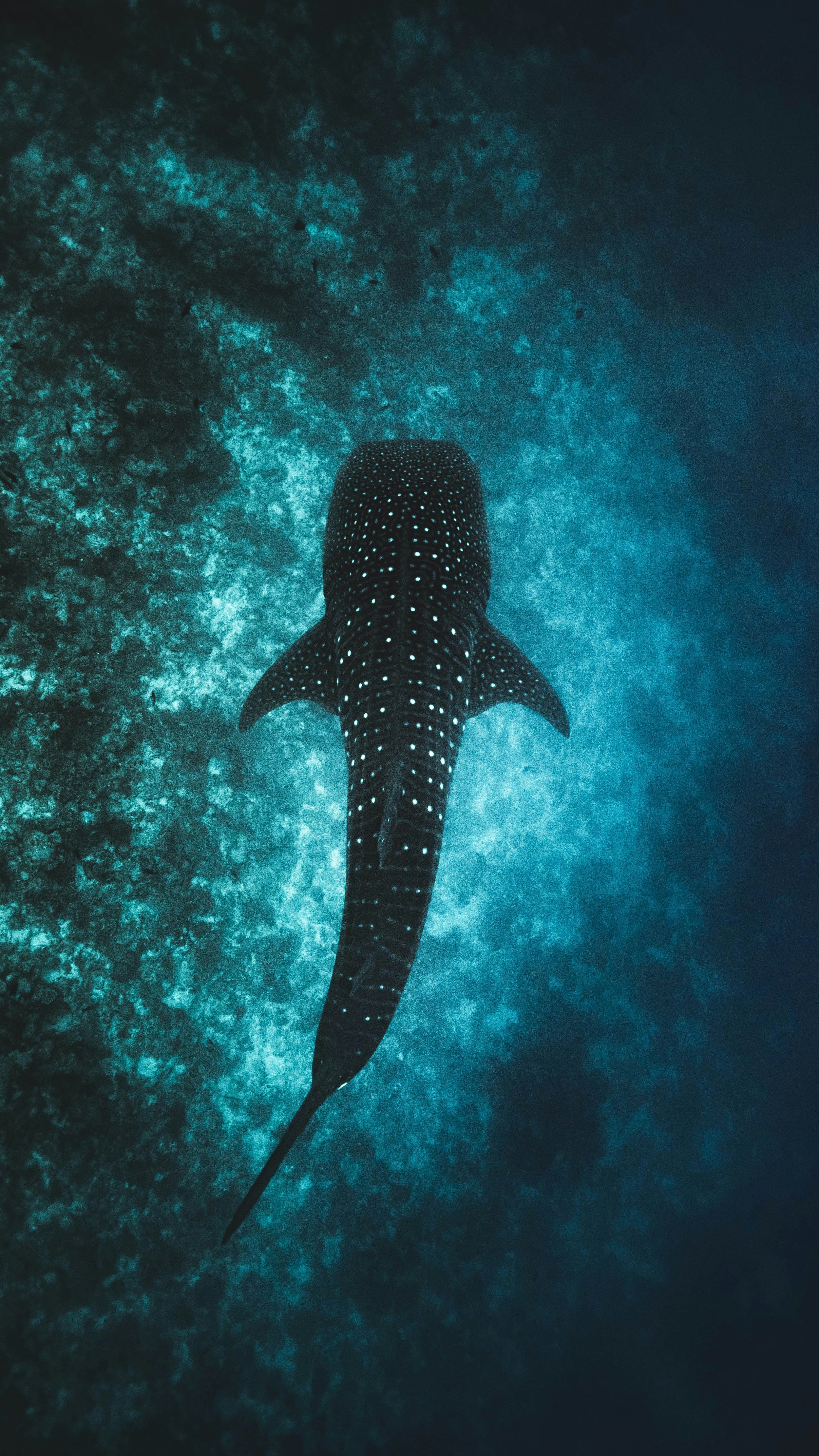 Whale Shark.jpeg