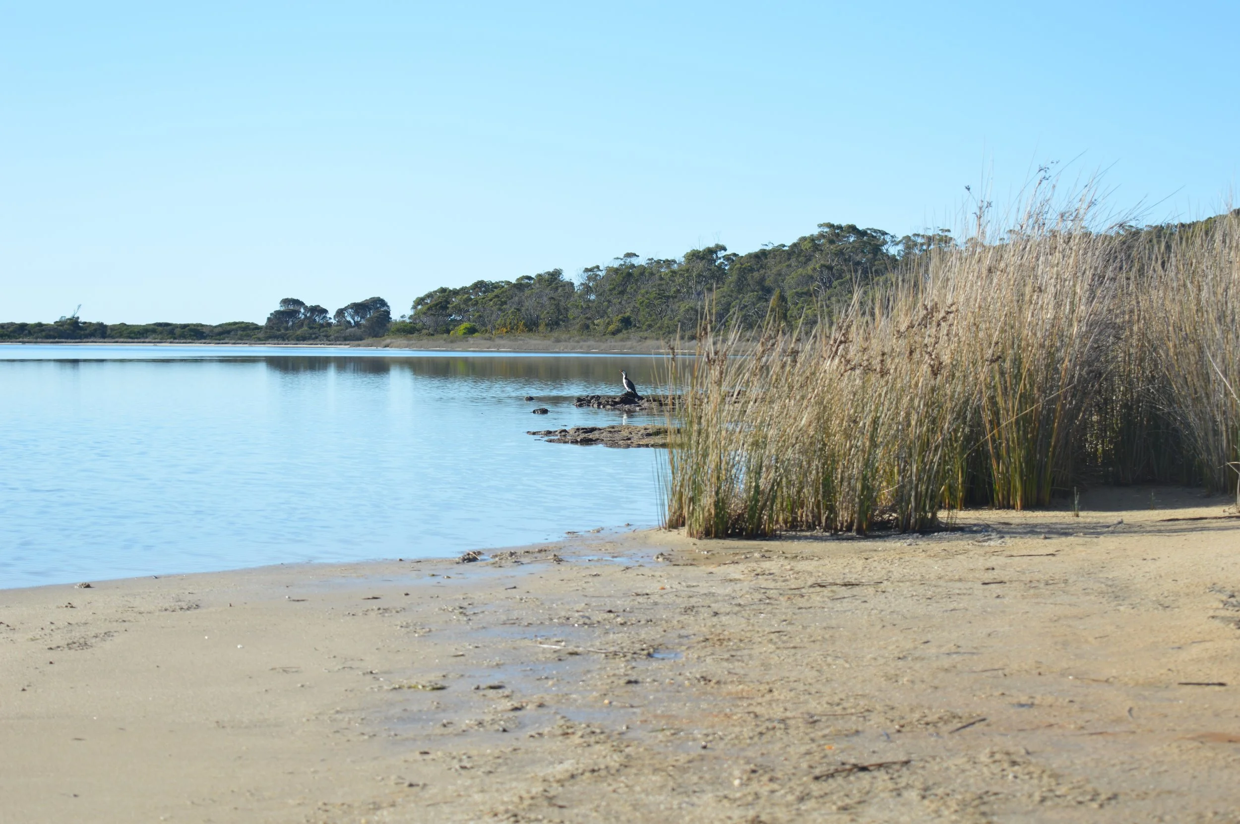 Grant's Lagoon with a Cormorant sitting on a revealed rock reef.