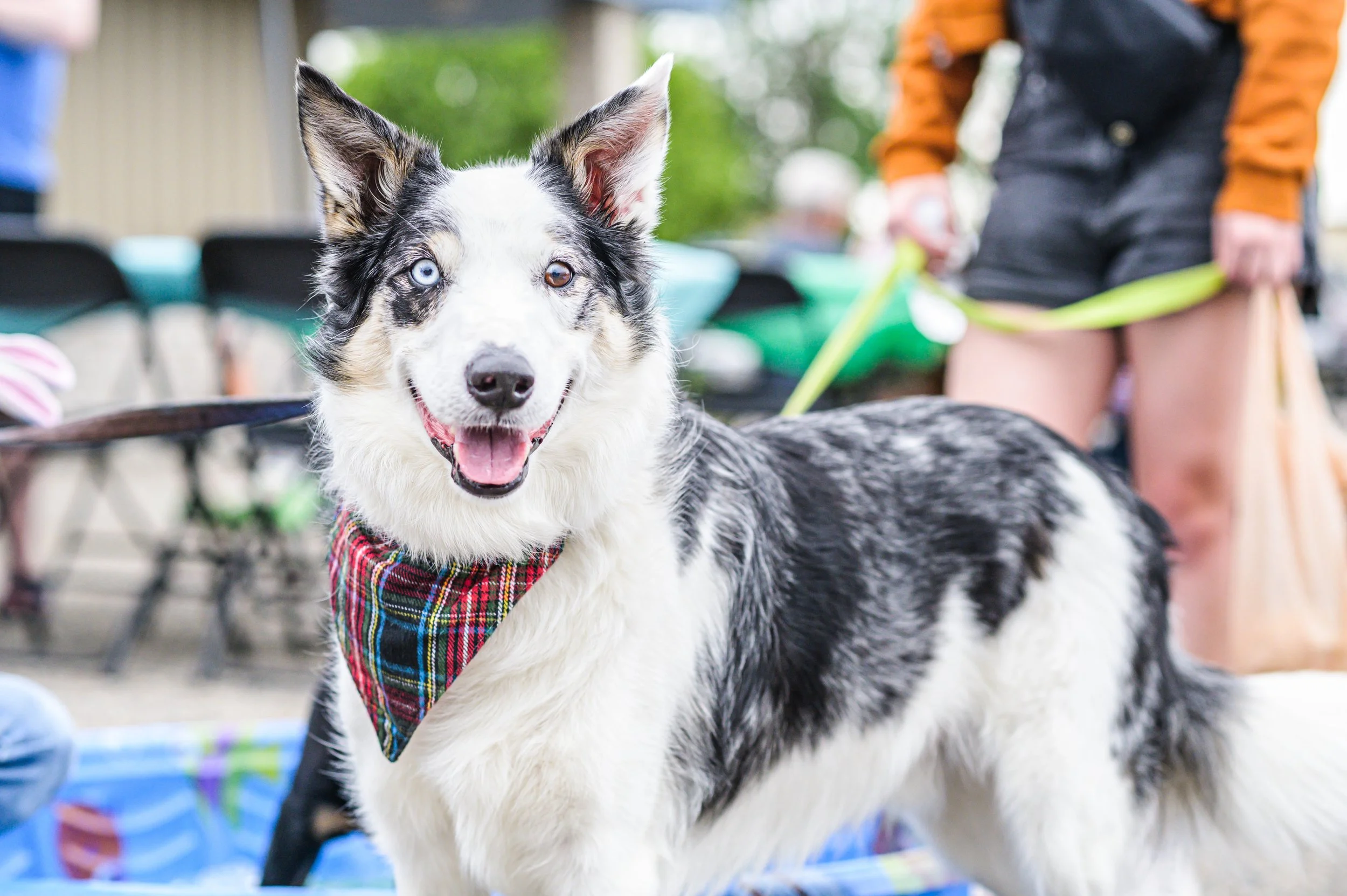 A happy Australian Shepherd dog with heterochromatic eyes (one blue, one brown) wearing a plaid bandana, standing outdoors in front of a person holding a yellow leash.
