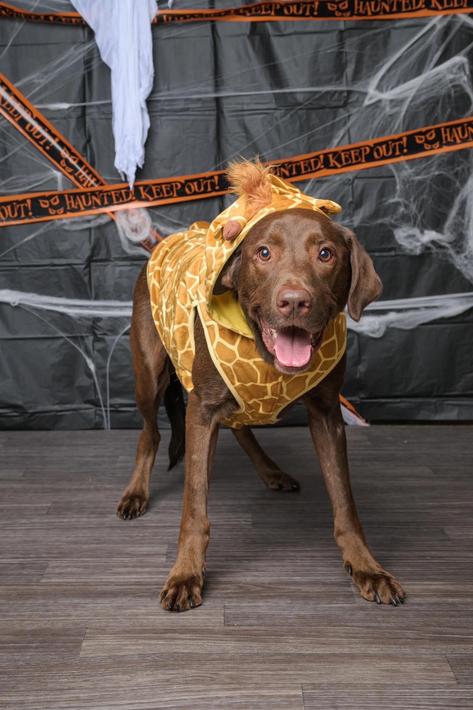 Dog dressed in a giraffe costume in front of a Halloween decoration backdrop with 'Keep Out!' caution tape and cobwebs.