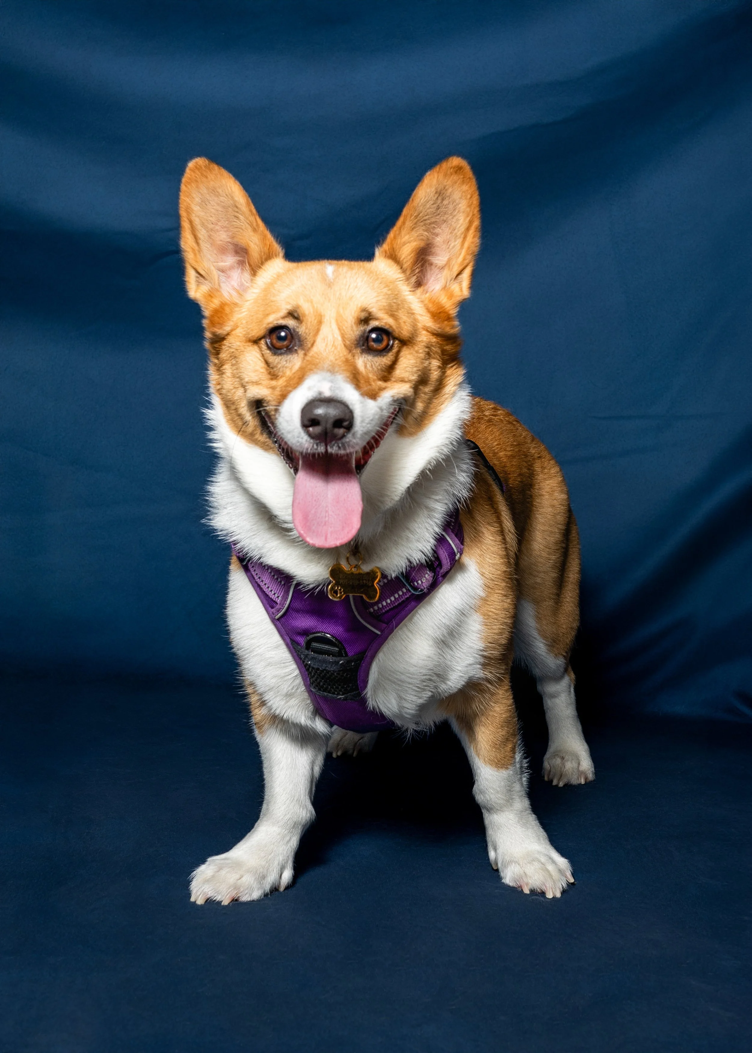 A happy Welsh Corgi dog with its tongue out, wearing a purple harness, sitting on a blue background.