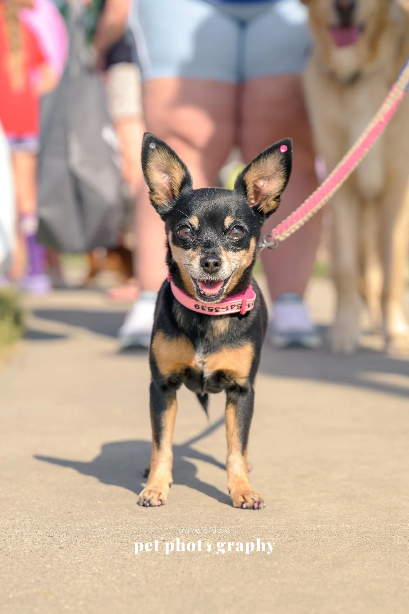 A small black and tan dog with large ears wearing a pink collar with a leash, standing on a paved surface outdoors with people and another dog in the background.
