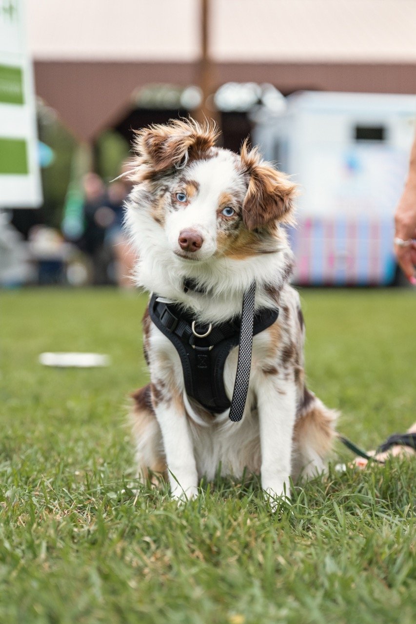 Cute Australian Shepherd puppy with blue eyes, sitting on grass, wearing a black harness.