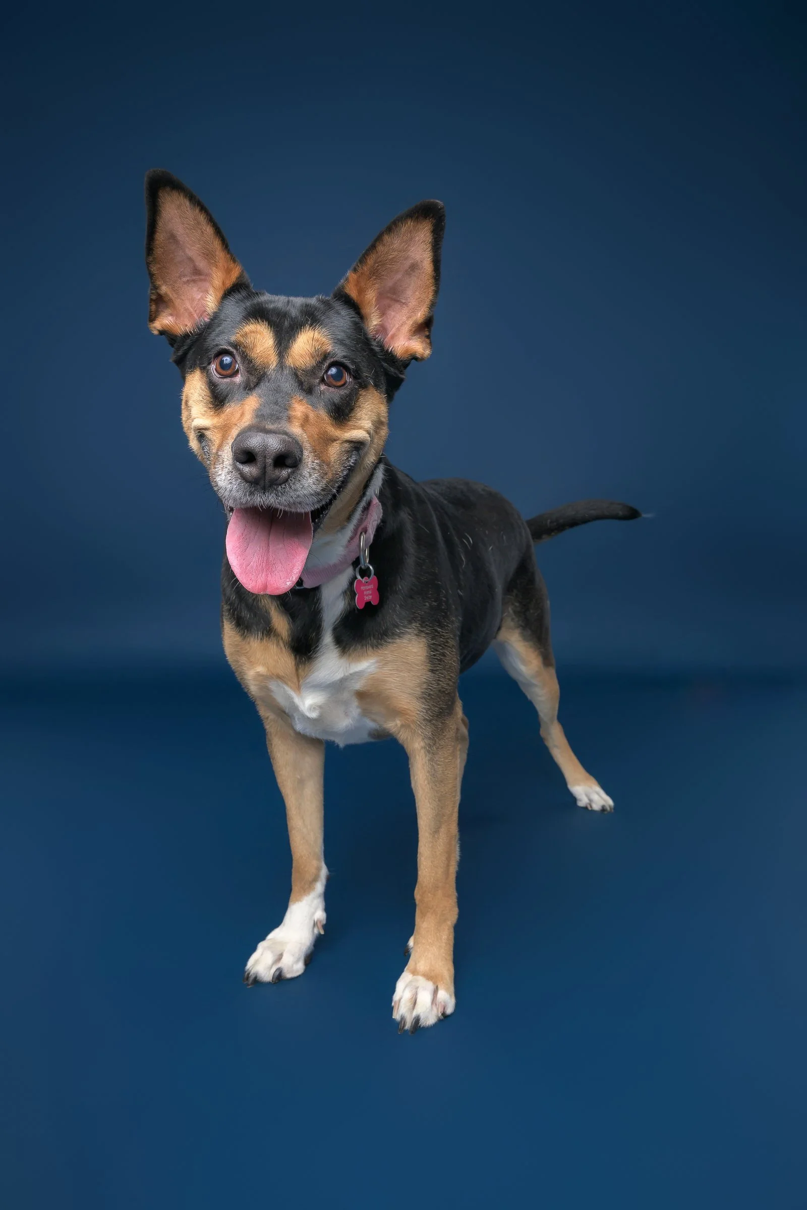 A playful black and tan dog with one ear up, one ear down, standing on a blue background with its tongue out.