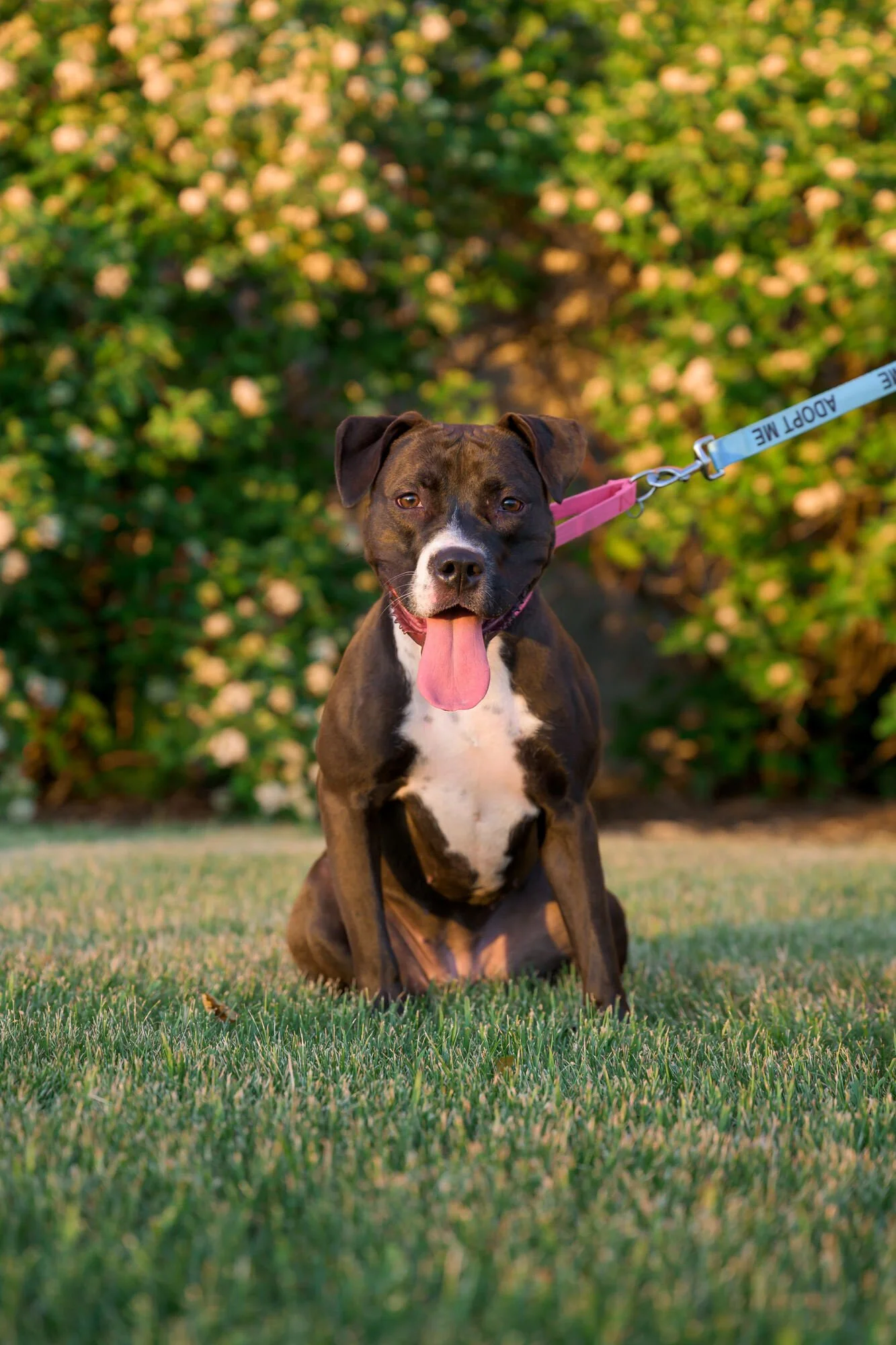 A happy brown and white dog with its tongue out, sitting on the grass with a background of green bushes with small pink flowers. The dog is on a leash that says "Adopt Me."