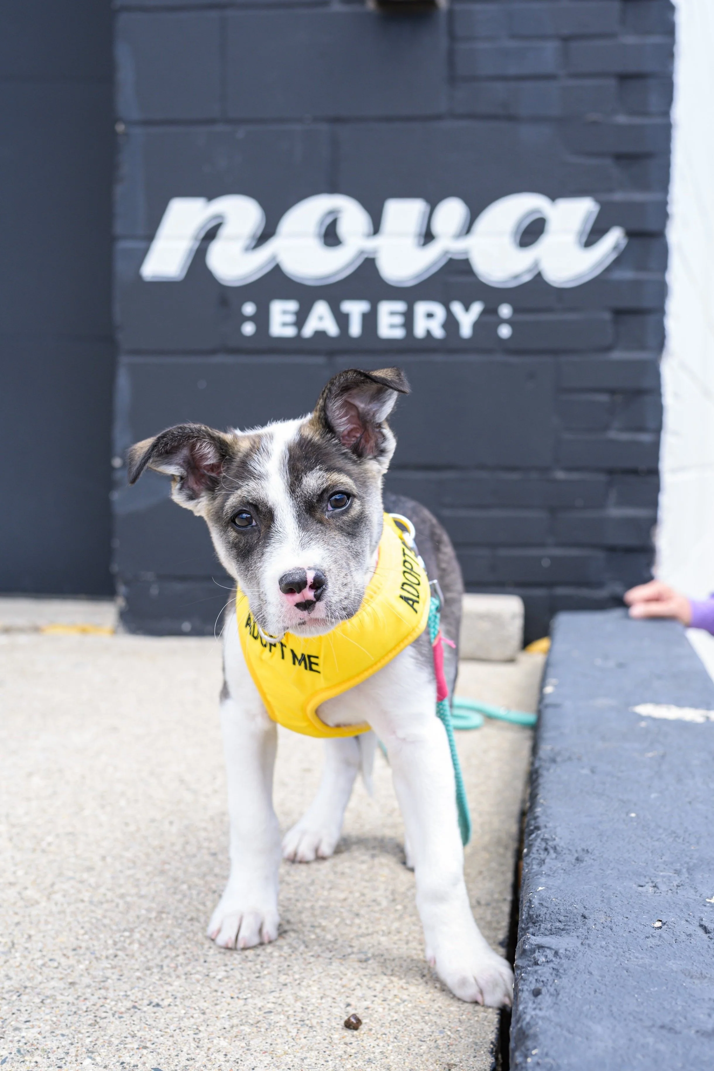 A puppy wearing a yellow 'Adopt Me' vest standing on a sidewalk in front of a black building with a sign that reads 'nova EATERY'.