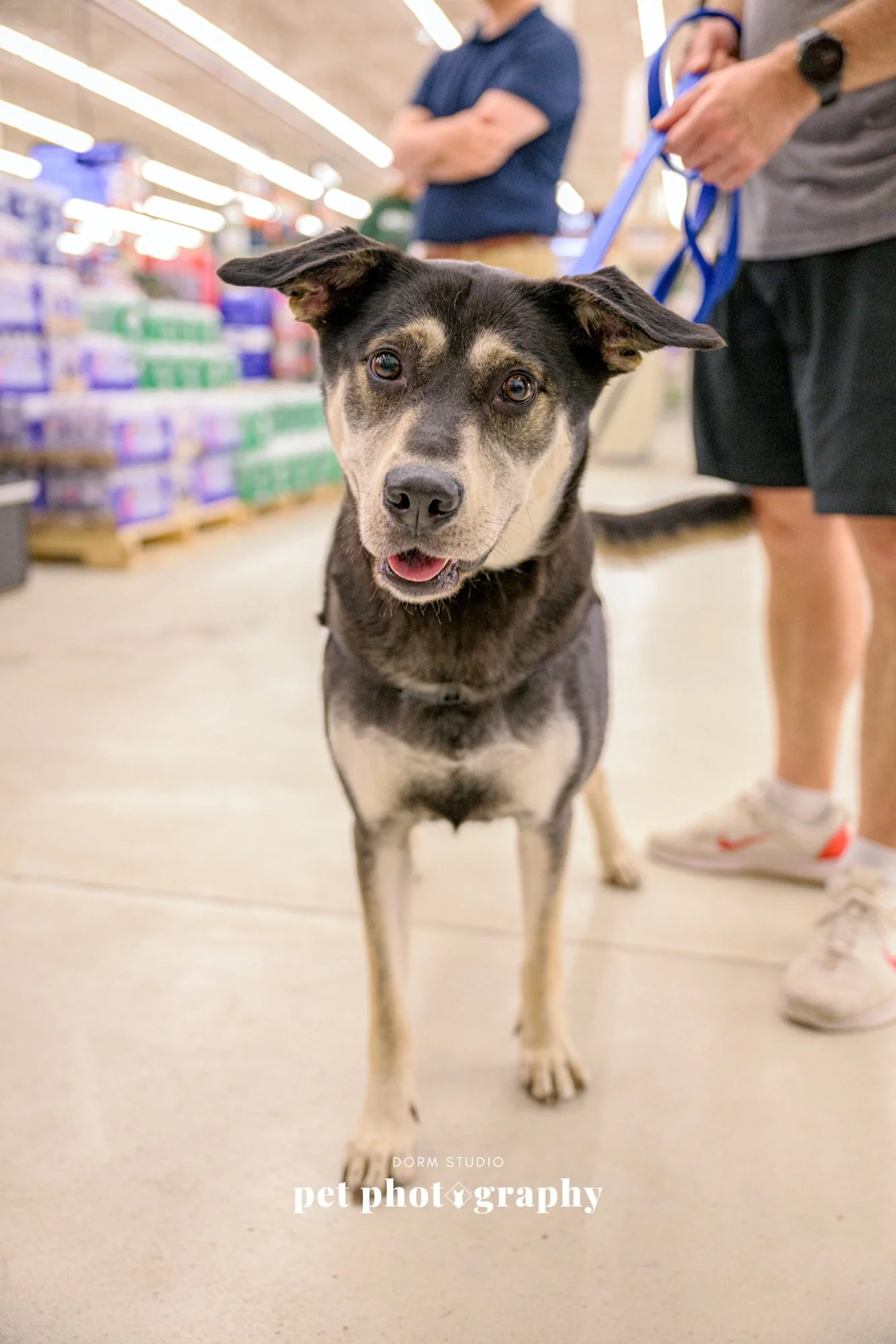 A black and tan dog with a curious expression stands in a pet store aisle, with shelves of pet products visible in the background. The dog's ears are flopped, and it is looking directly at the camera. One person is holding the dog's leash, and another person is standing nearby with folded arms.