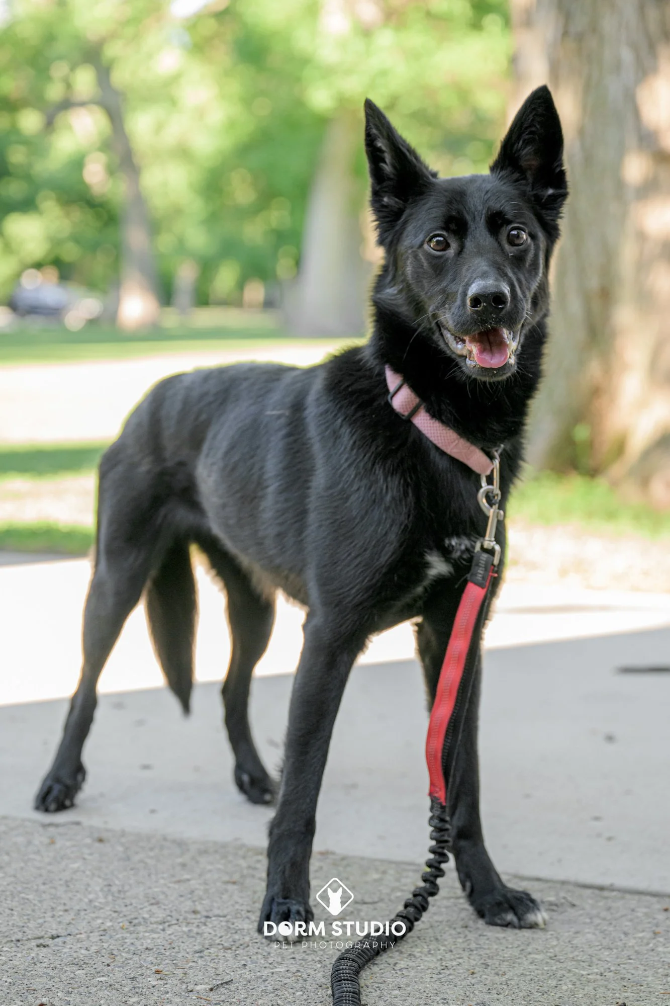 Black dog with perked ears and pink collar on leash standing outdoors on a sidewalk with green trees in the background.