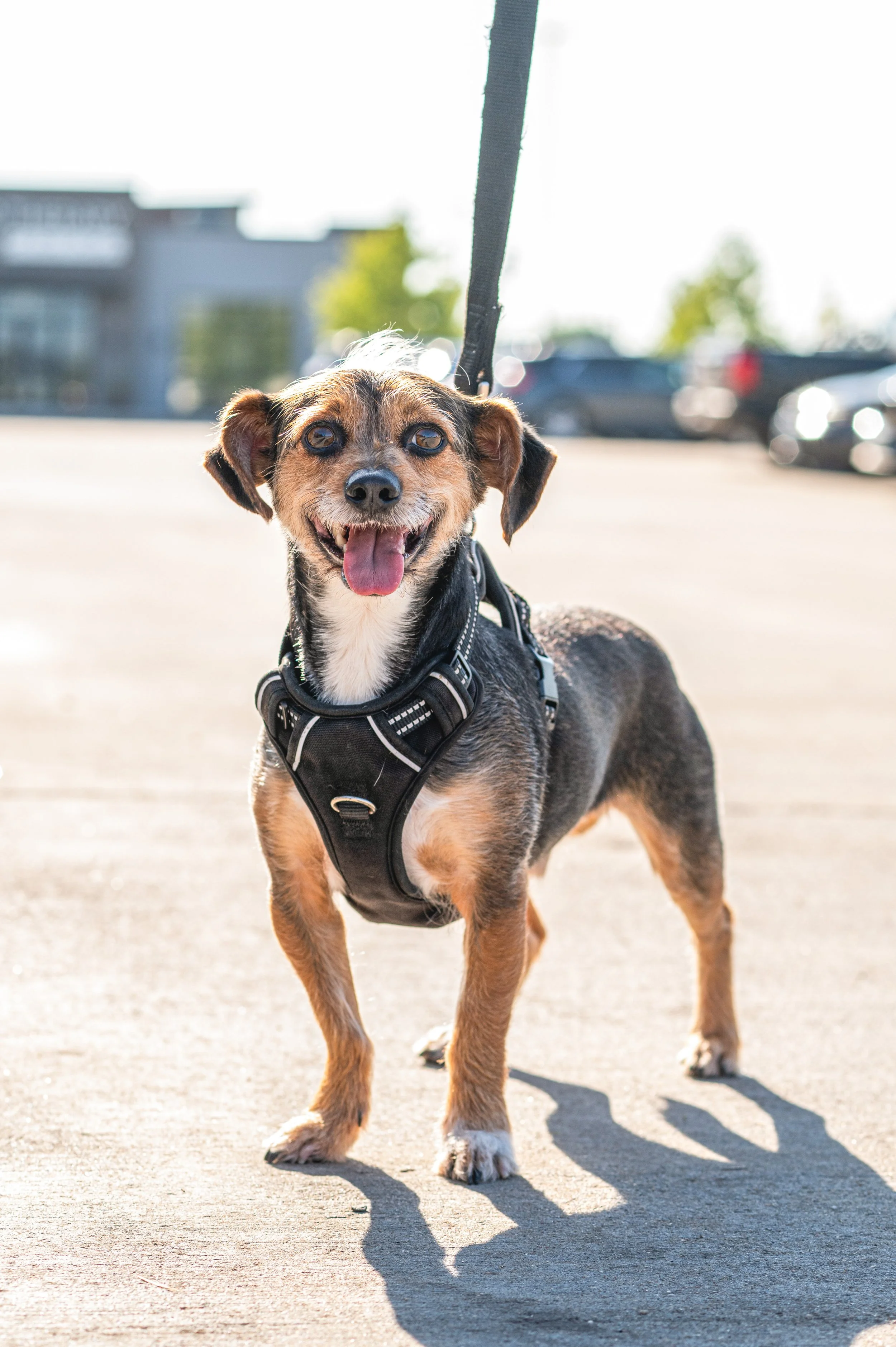 A happy, smiling dog on a leash in a parking lot during daytime.