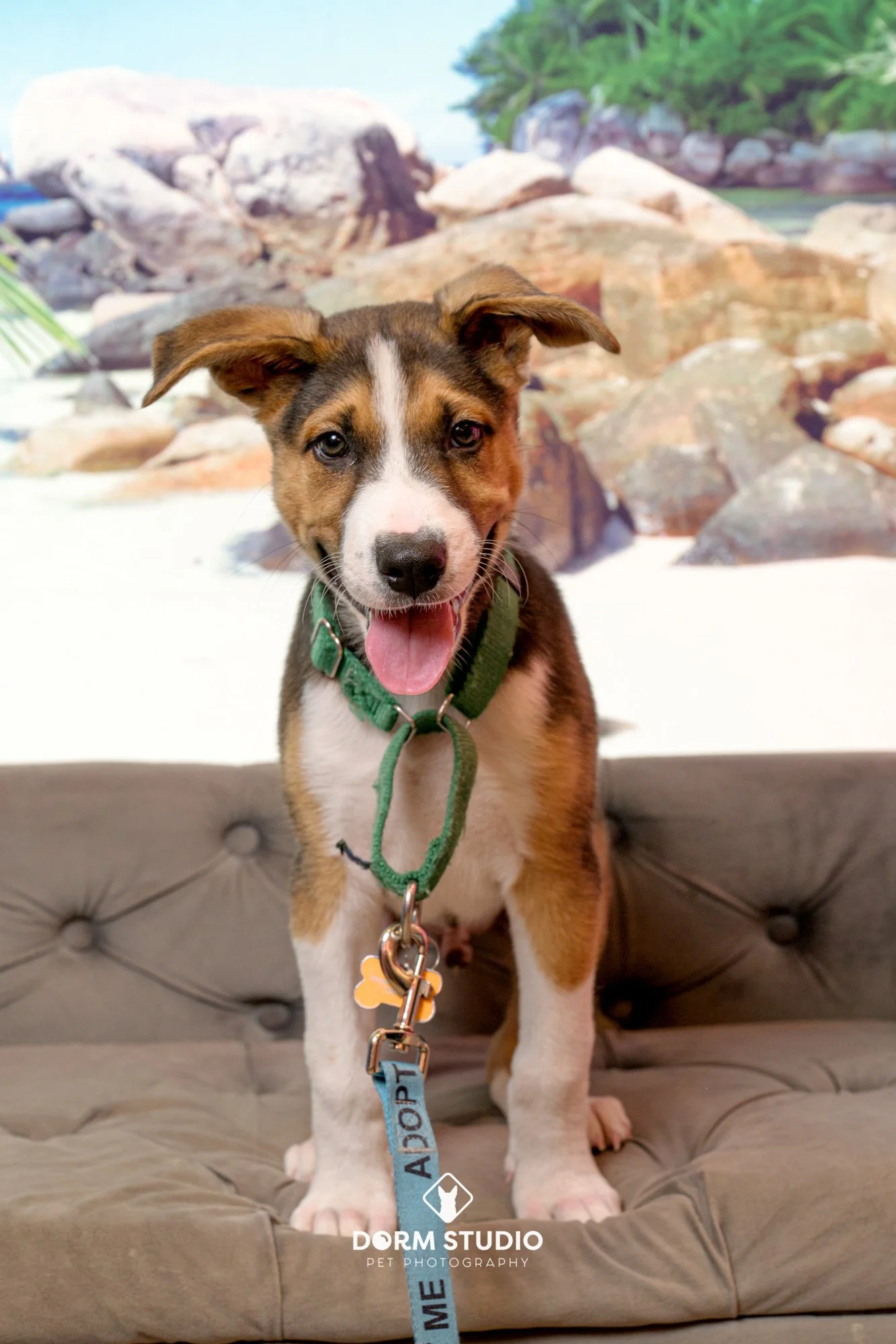 Young puppy with brown, black, and white fur sitting on a tufted brown cushion. The background shows rocks, greenery, and a light blue sky.