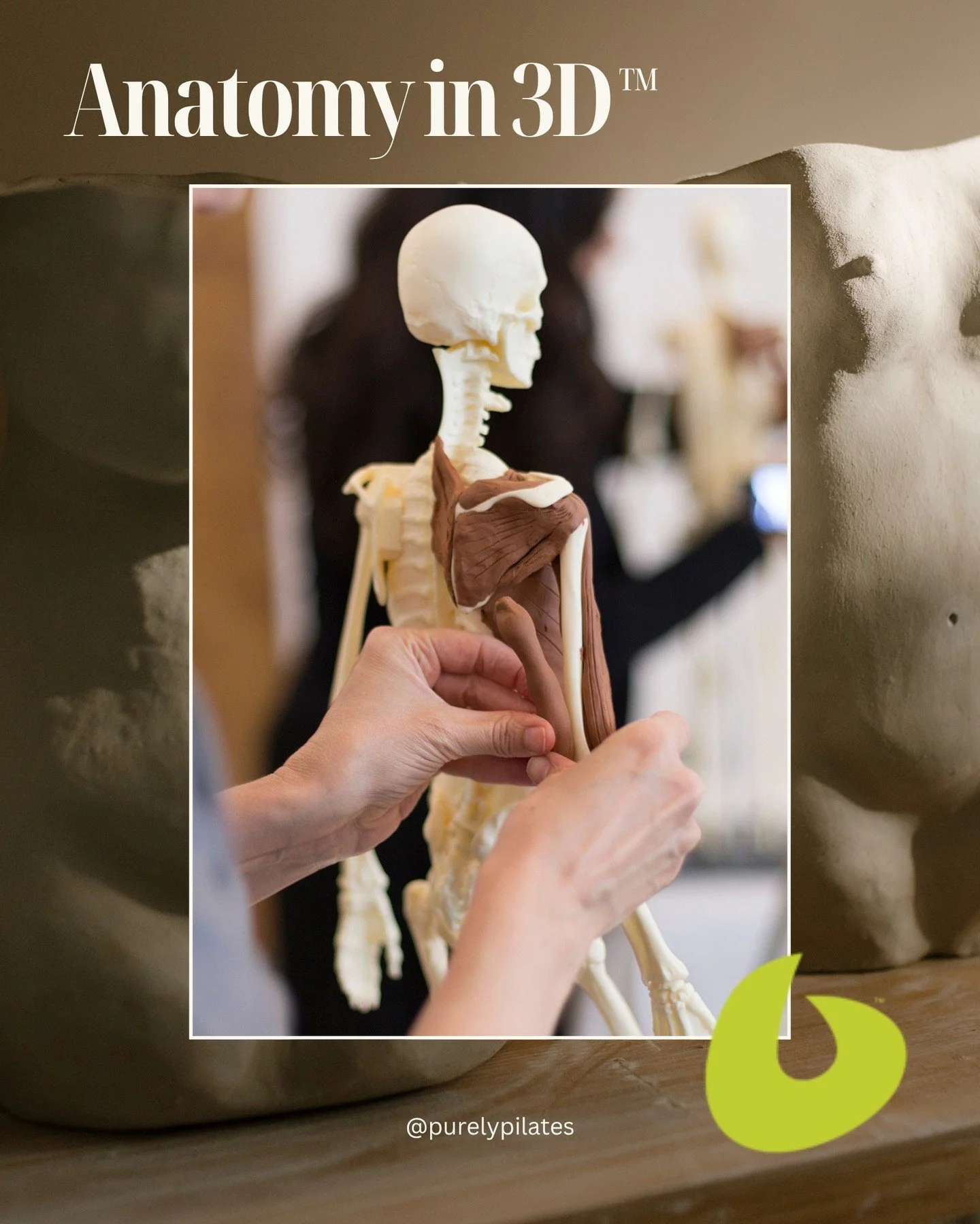 IN TWO WEEKS! 🦴 

Join us for Anatomy in Three Dimensions&trade; April 16-17, and experience a hands-on approach to learning the body's musculoskeletal system 💪❤️ 

Register at the 🔗 in bio or send us a DM and we're happy to help!

#purelypilates 