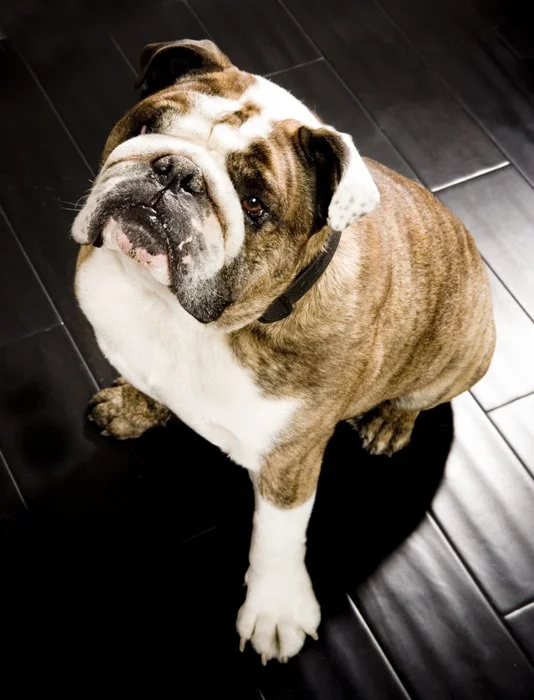 Bulldog_01.jpg