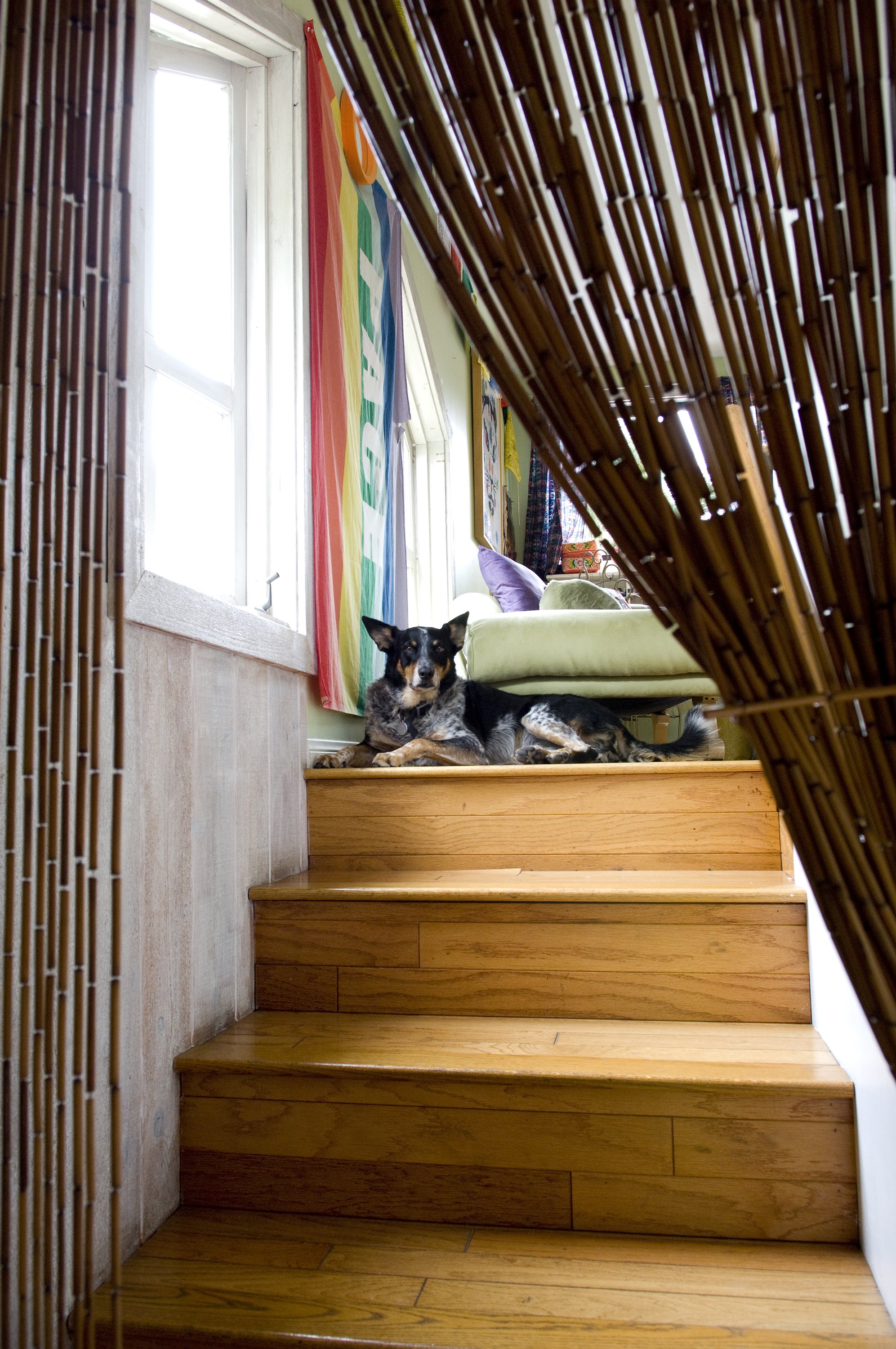 Dog_Stairs_01.jpg