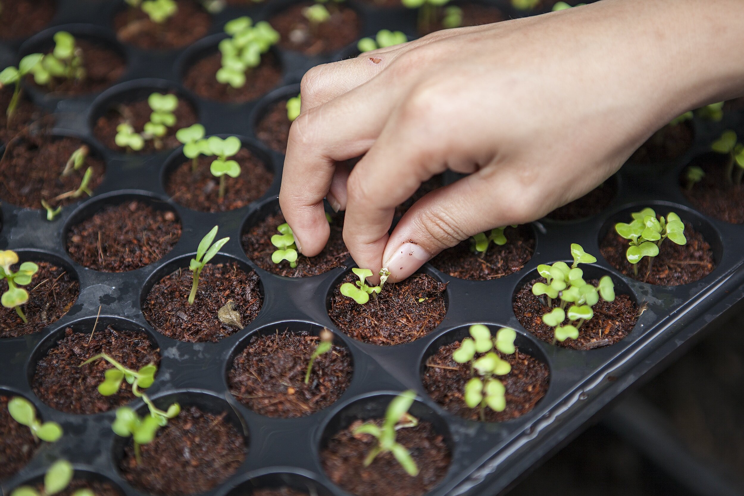 A hand planting tiny green seedlings into soil-filled black trays.
