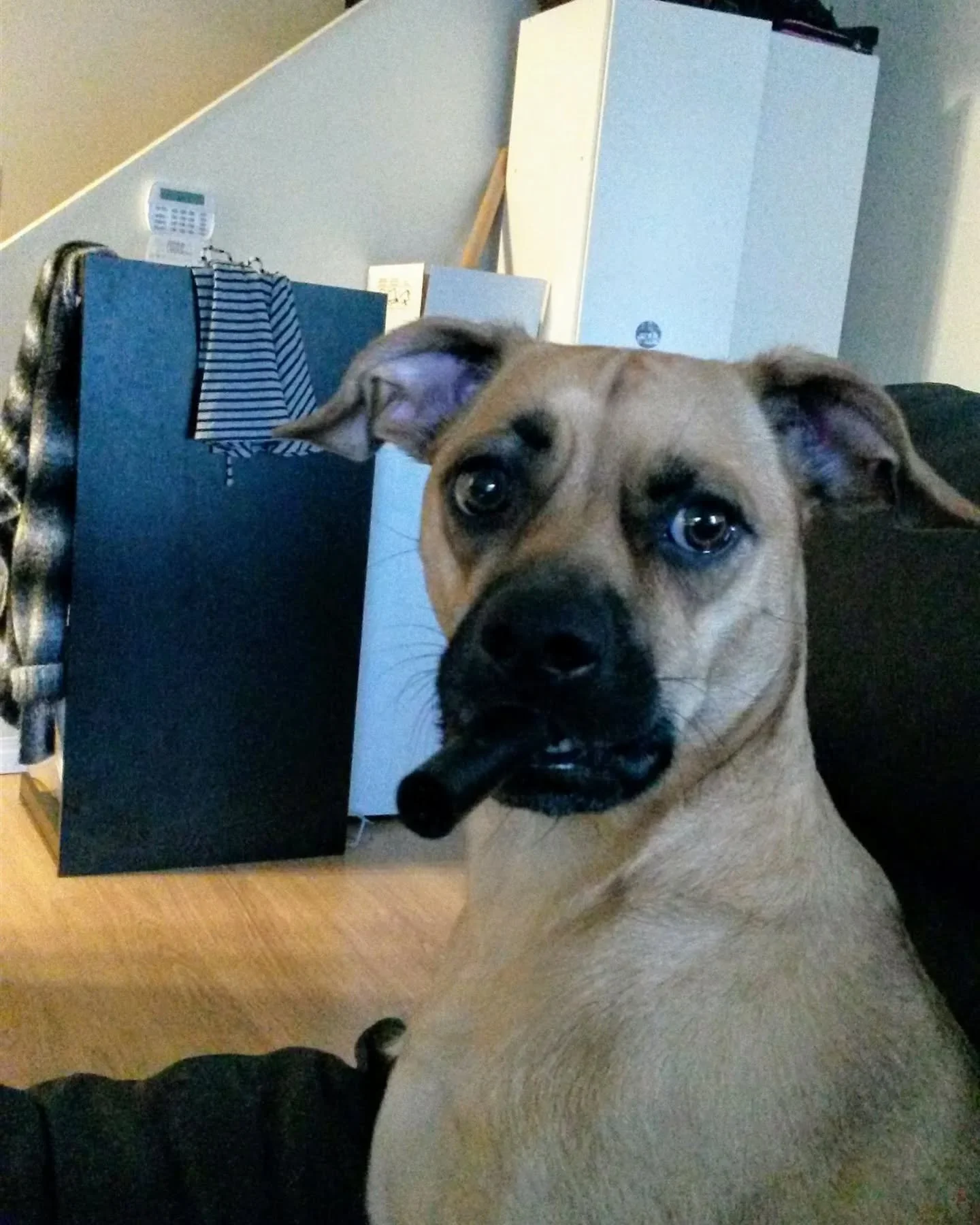 A tan dog with a black snout and expressive eyes sitting on a black couch, holding a black chew stick in its mouth, in a room with a wooden floor and a white and gray wall.
